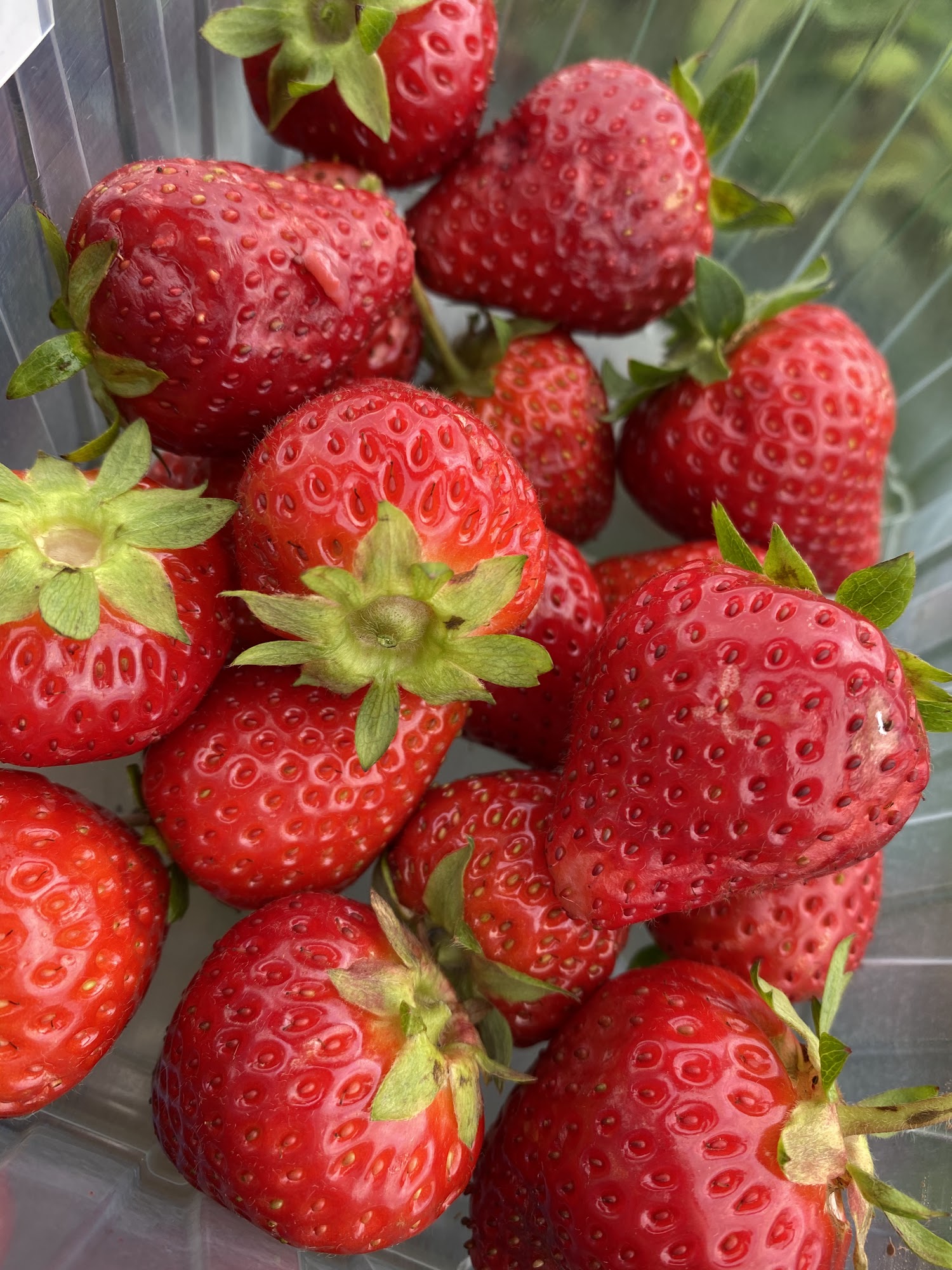 The Strawberry Cabin