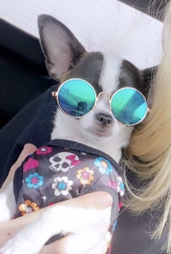 Poochie Moochie Inc Edmonton