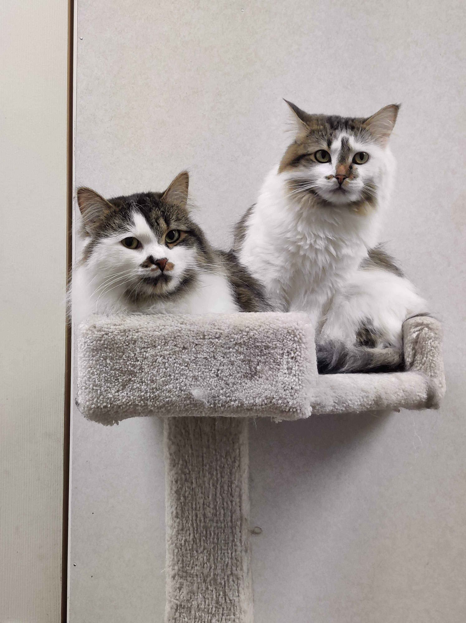 Saving Animals From Euthanasia Team Edmonton Society (SAFE TEAM) Edmonton