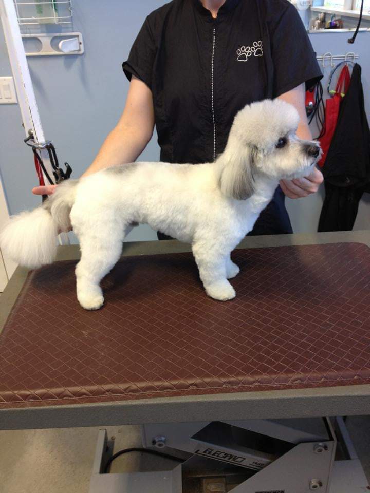 Hannahs Dog Grooming Edmonton