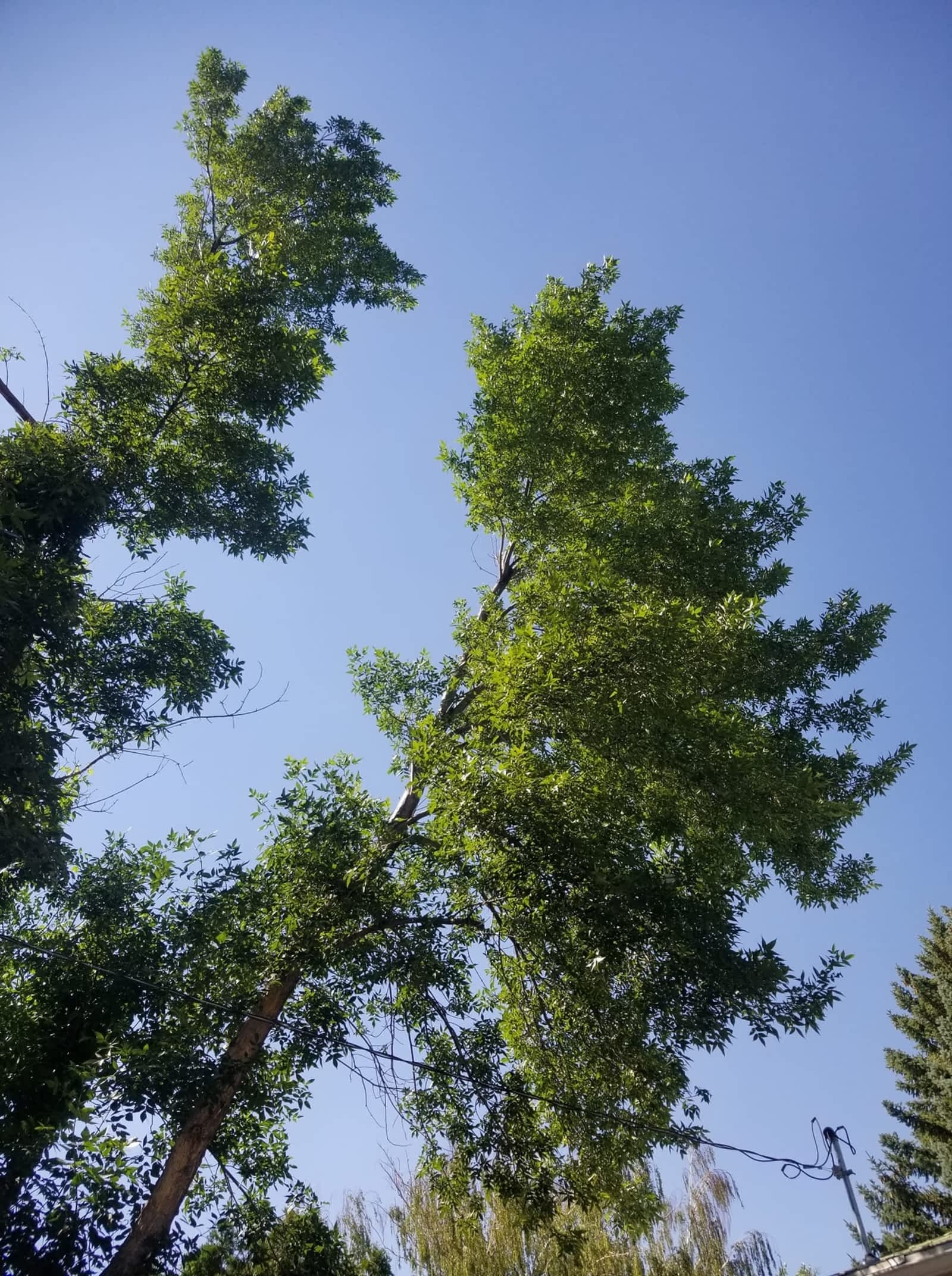 Photo credit: yellowpages.ca