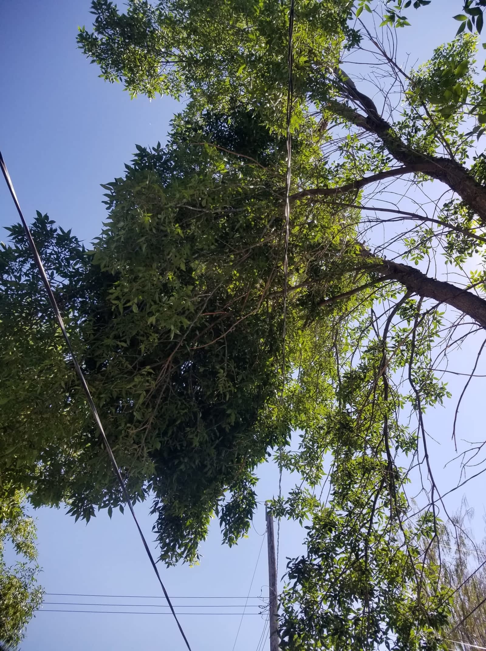 Photo credit: yellowpages.ca