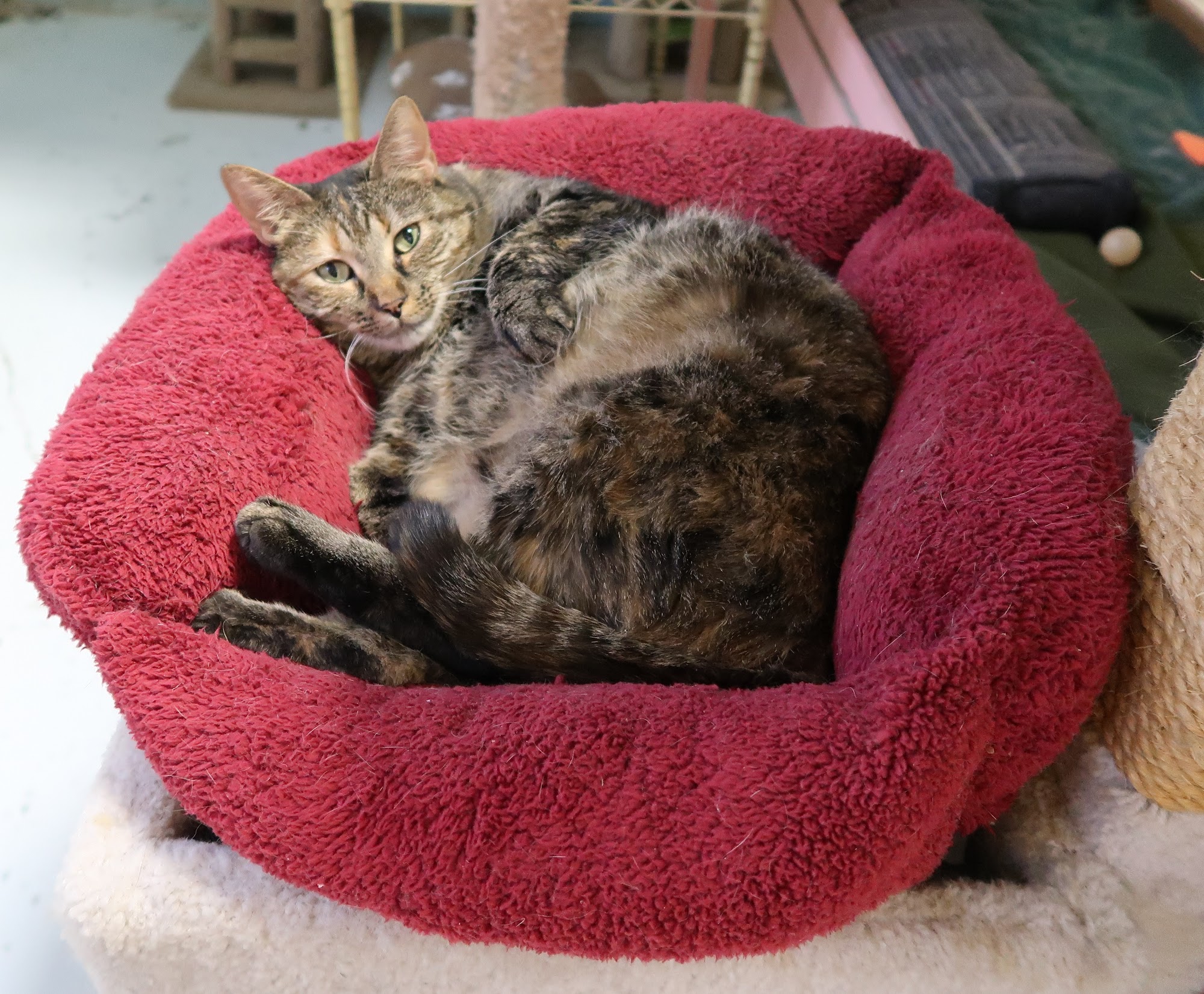 Alaska Humane Society Anchorage