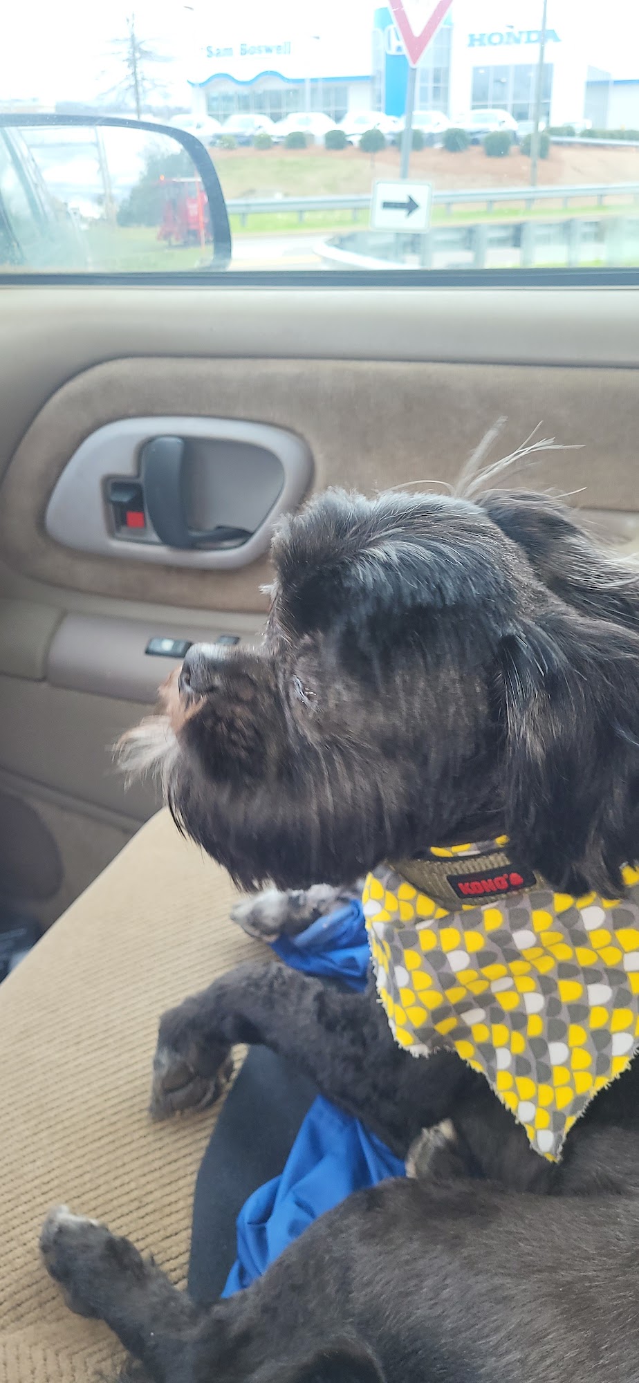 Brom, William Dr Anniston