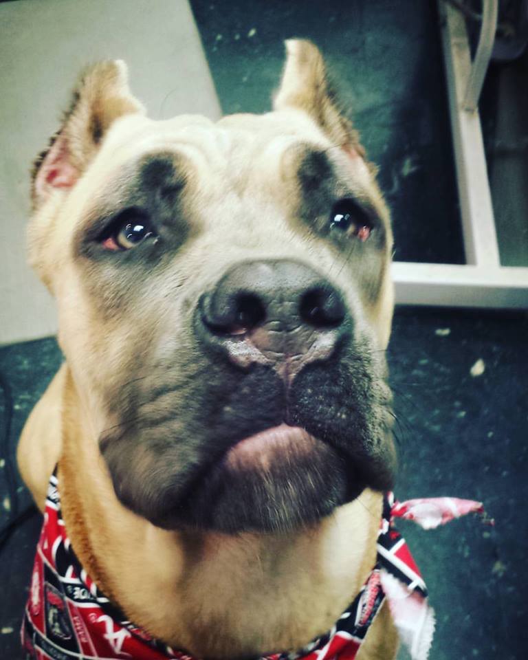 Doggie Do's Barber Shop Bessemer