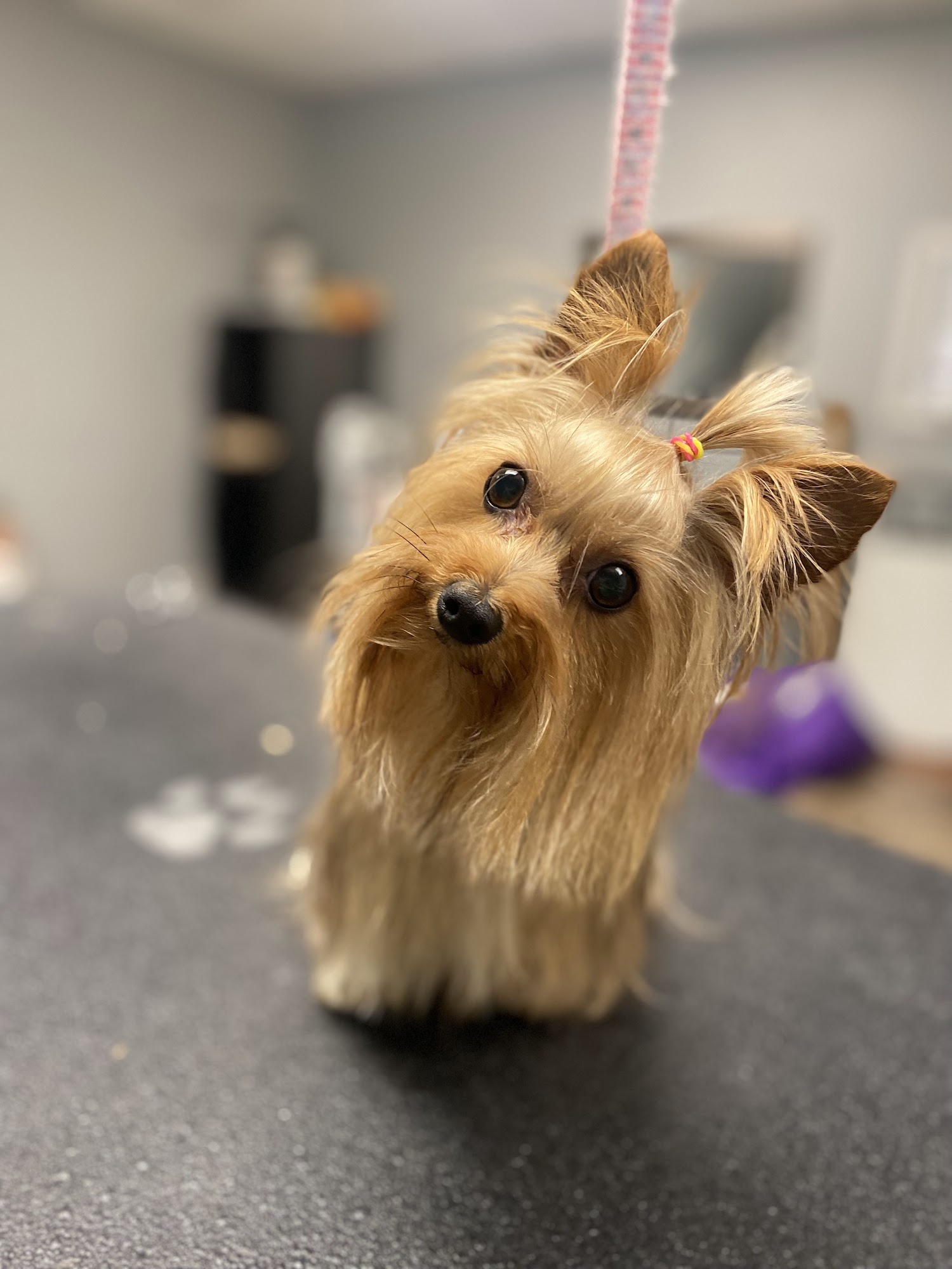 Knotty Dog Spa Chelsea