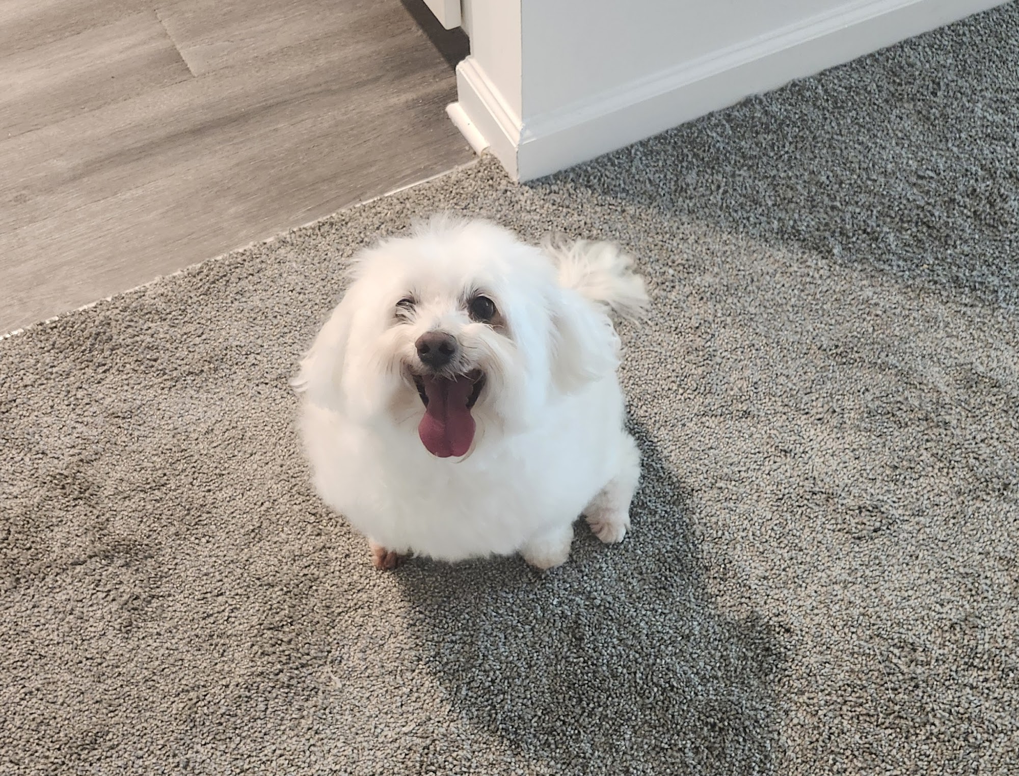 Waggy Tail Grooming & Pet Resort The