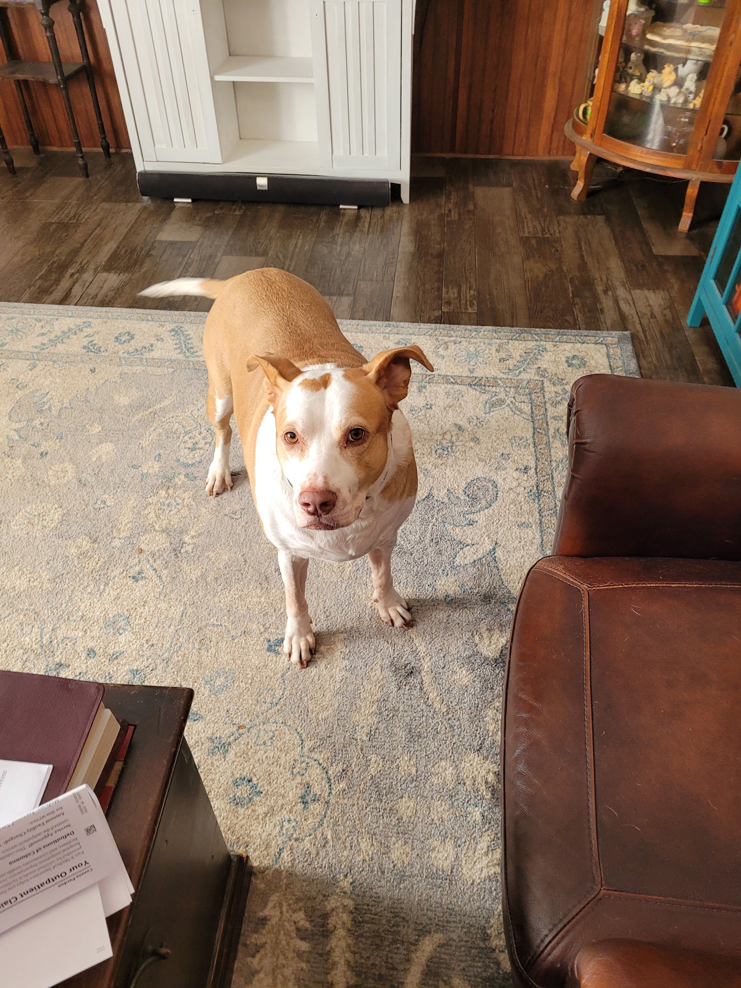 Waggy Tail Grooming & Pet Resort The Daphne