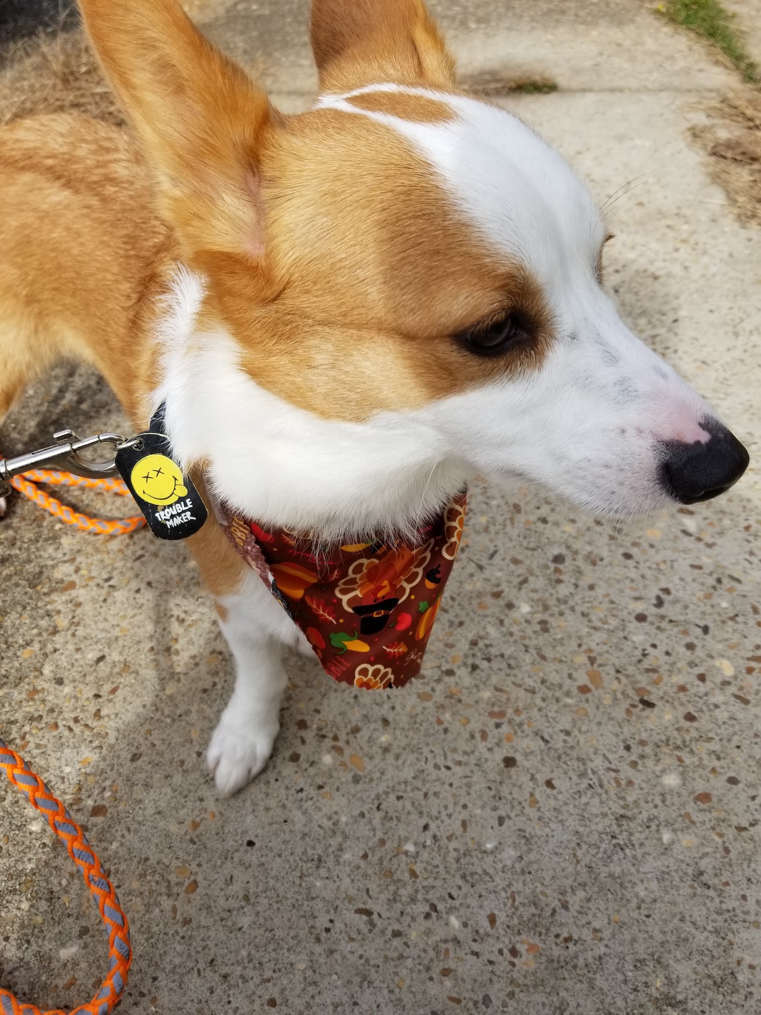 Katie's Pampered Pets Enterprise