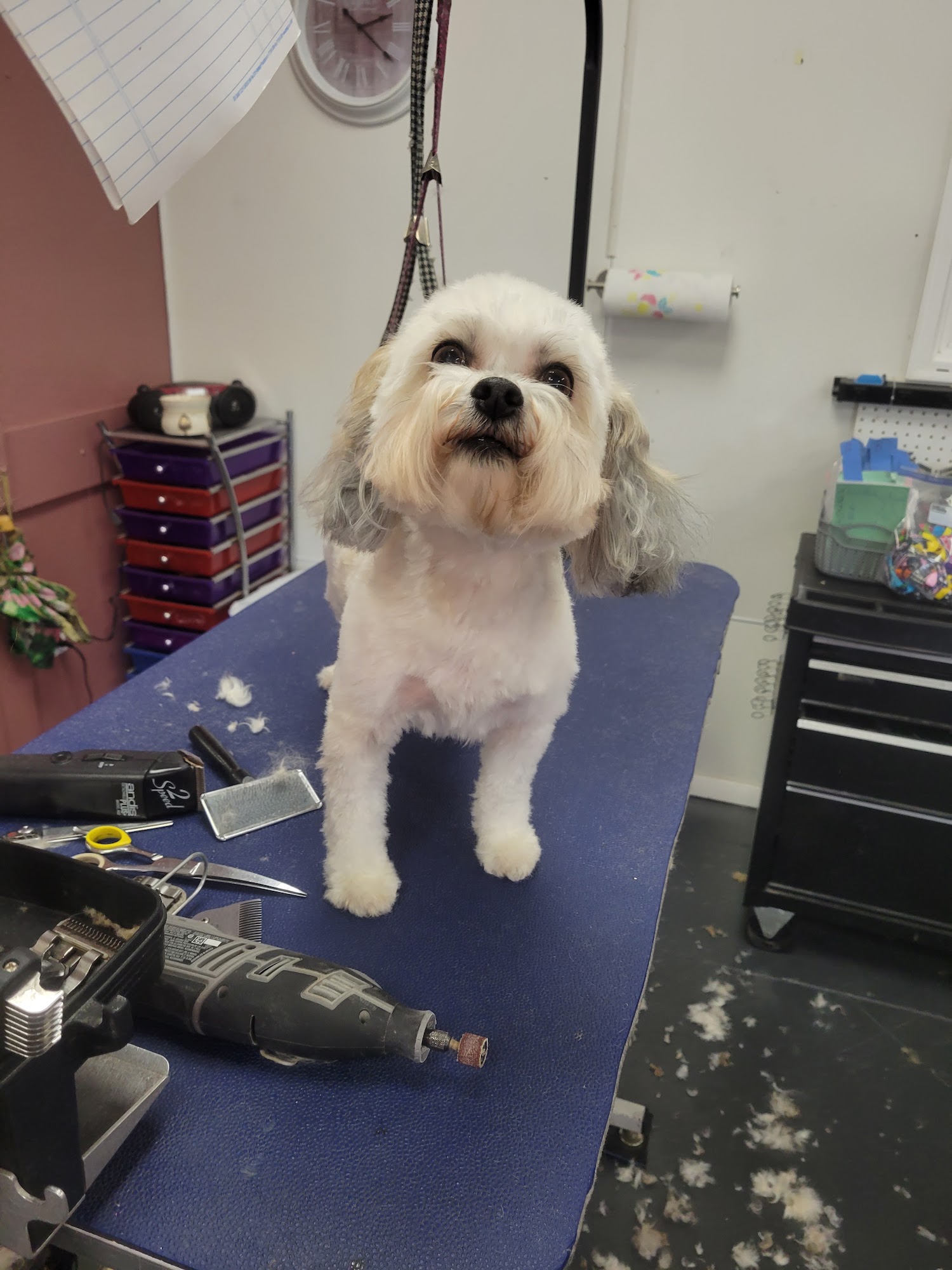 Classic Clips Dog Grooming Florence