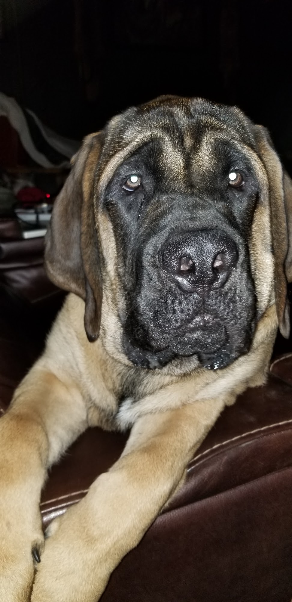 Pet Spa and Play McCalla