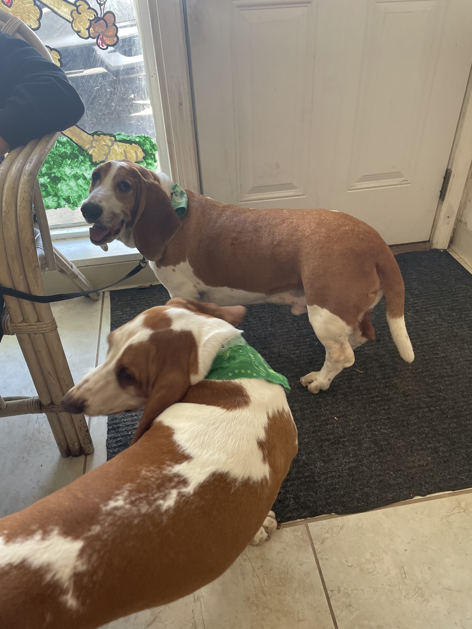 Pampered Pets Mobile