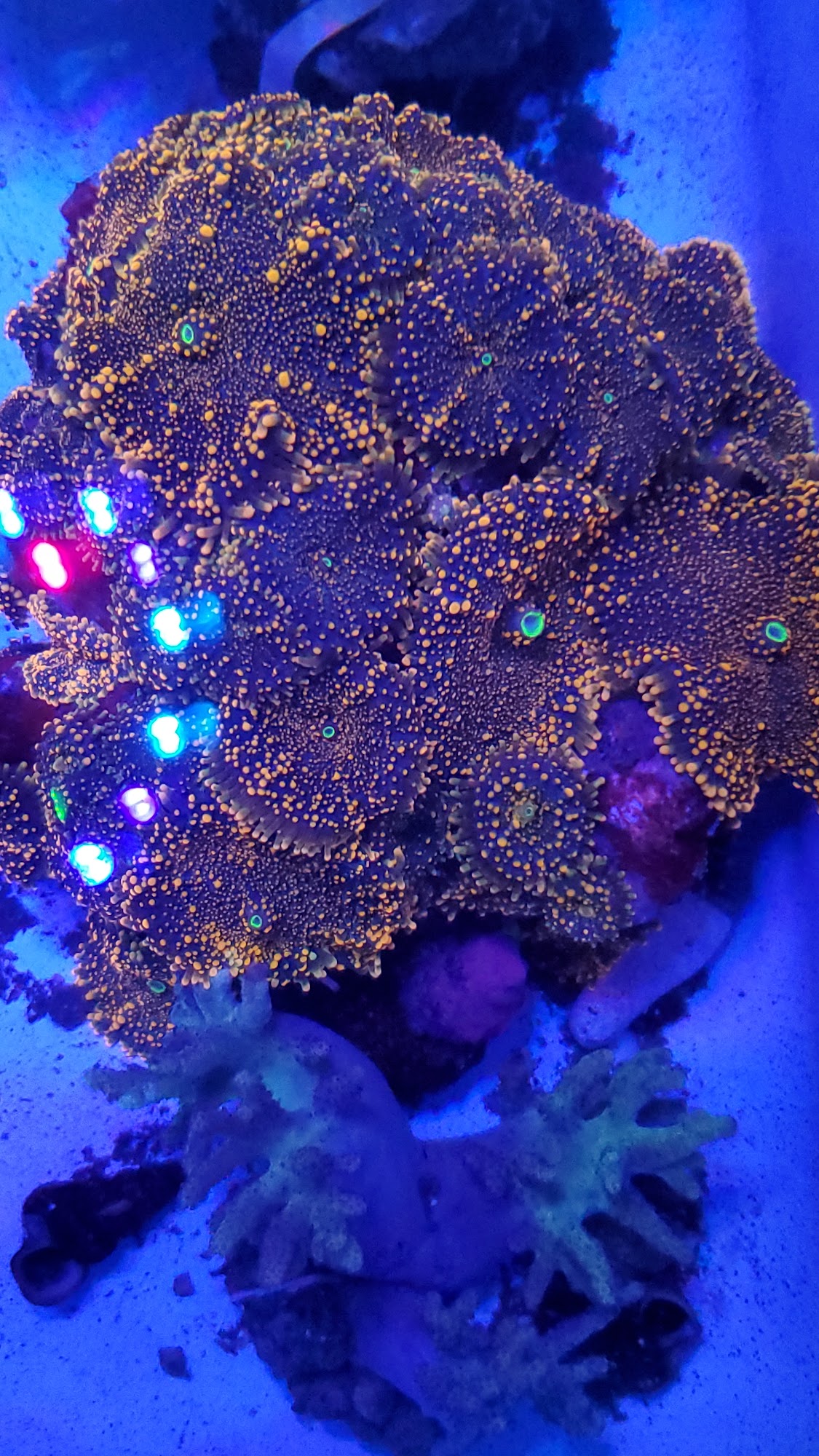 Oceans Corals Mobile