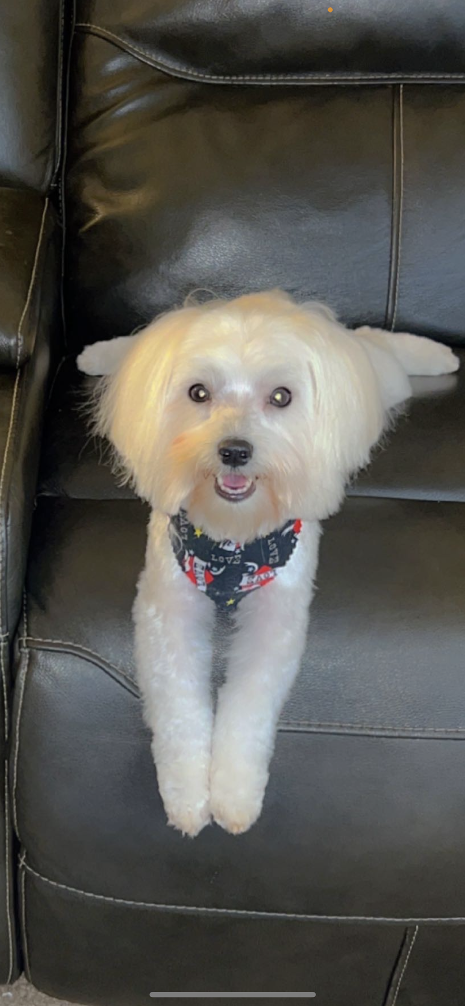 Addicted To Dogs Mobile