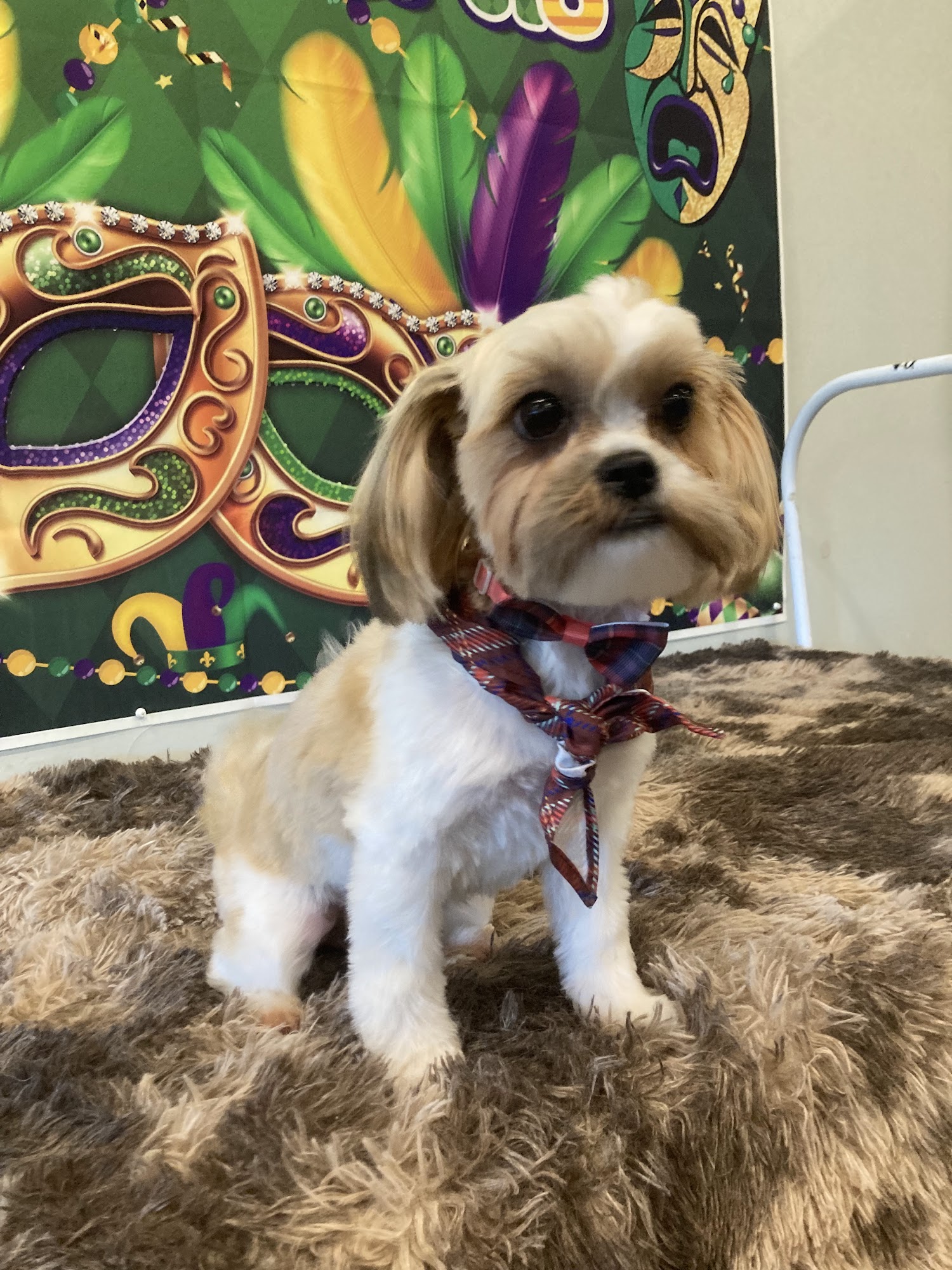 The Pampered Pup Mobile