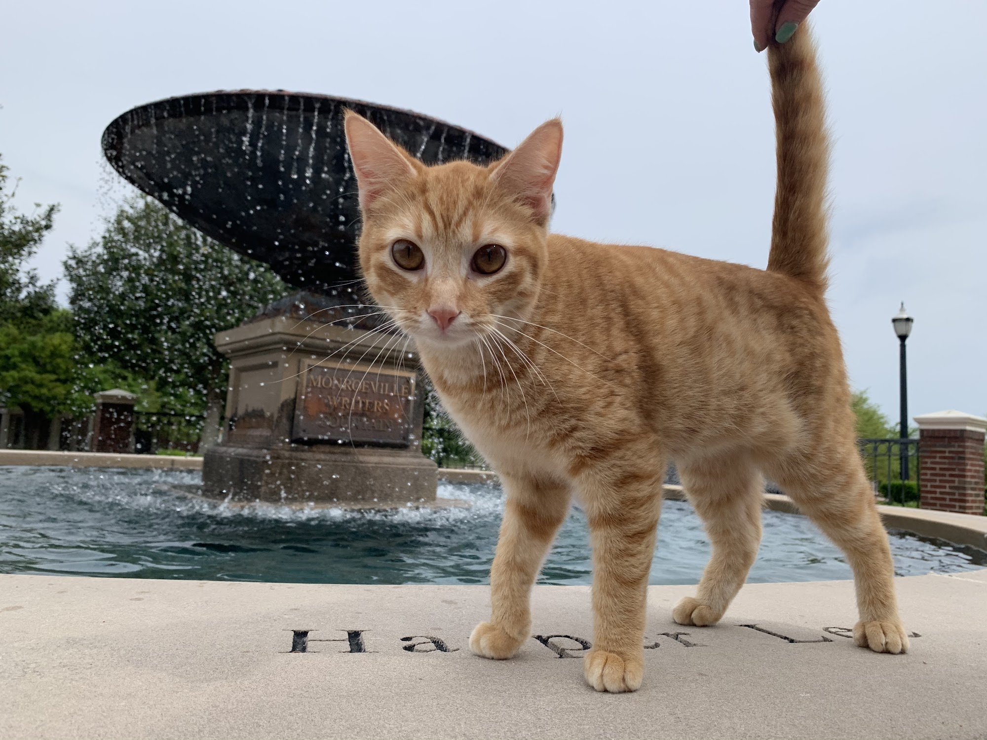 Monroe County Animal Shelter Monroeville