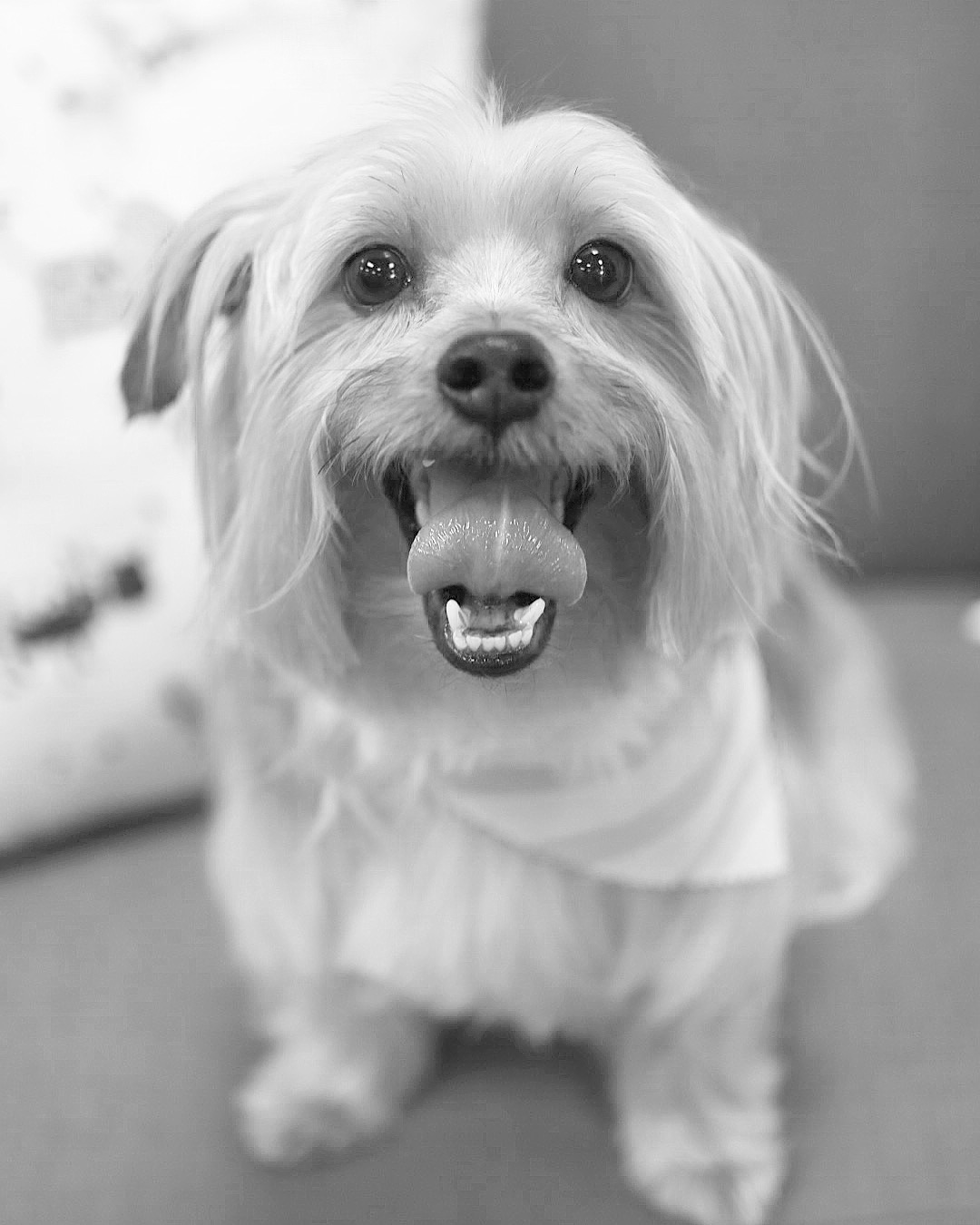 Bella and Bow's Pet Market & Grooming Semmes