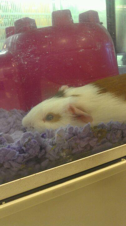 PetSmart Grooming Conway