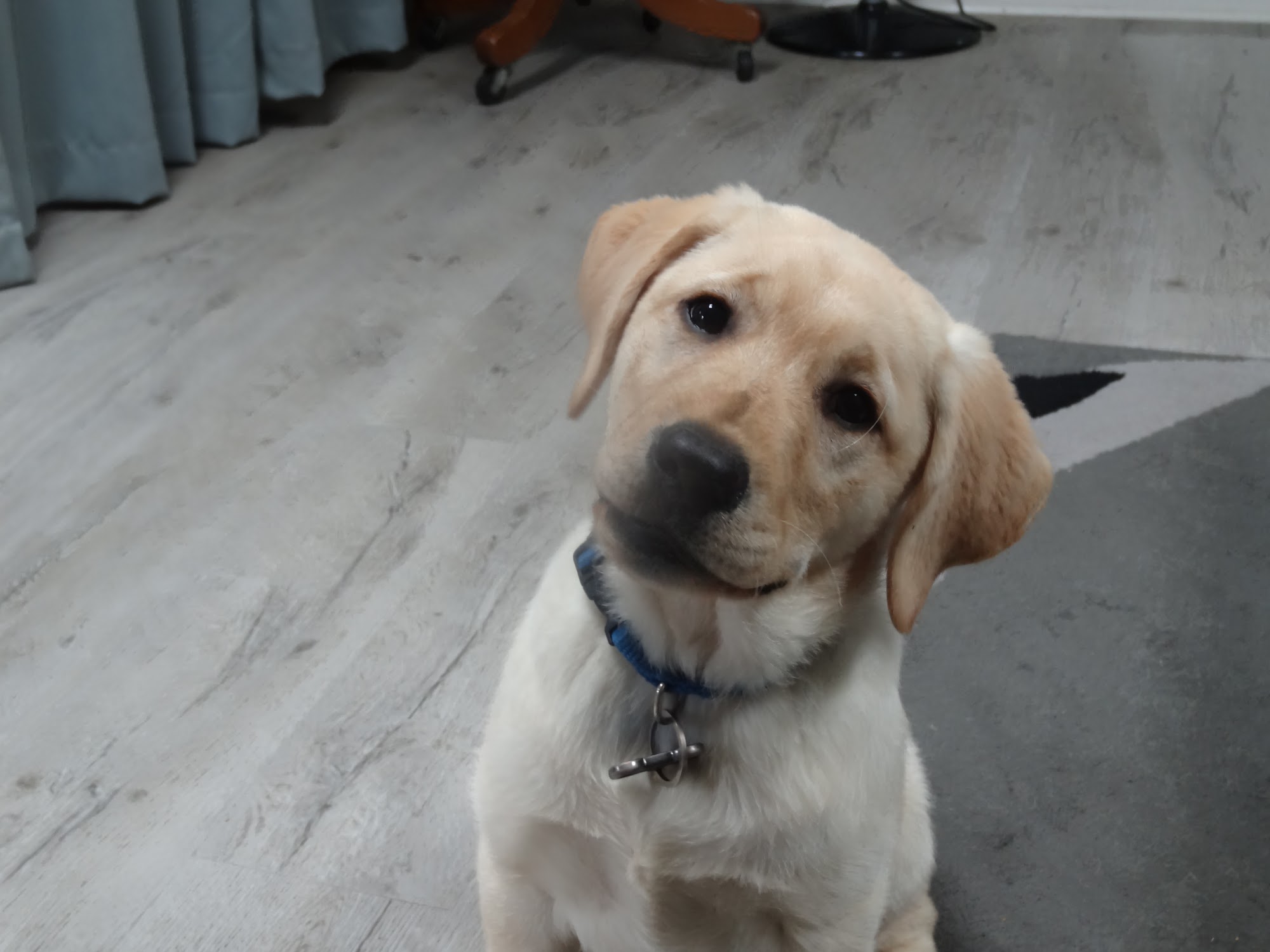 Doggy Daddy Little Rock