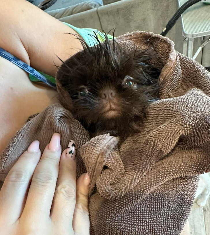 La Bella Paw Spa Chandler