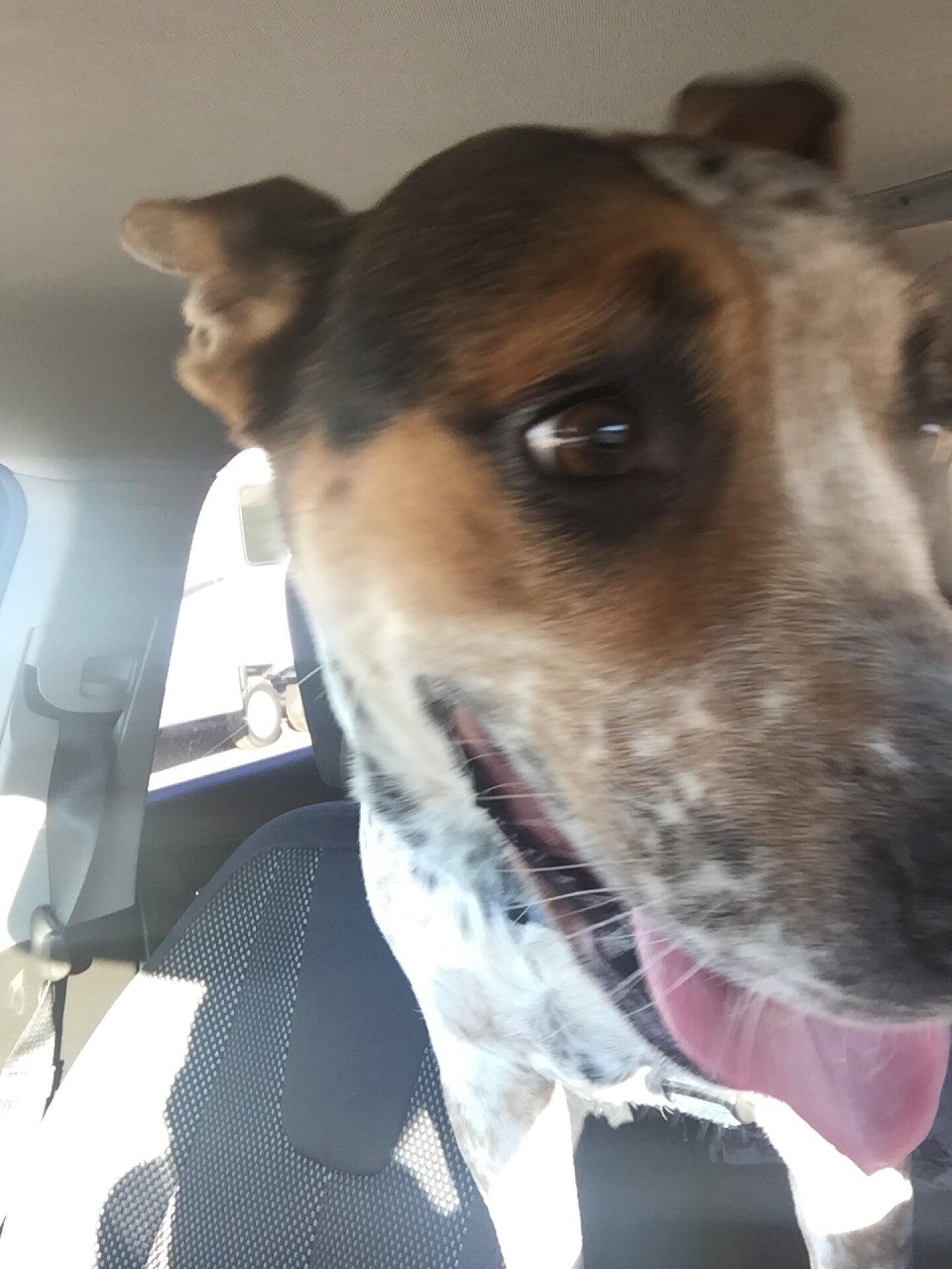 Master's Kennels Gilbert