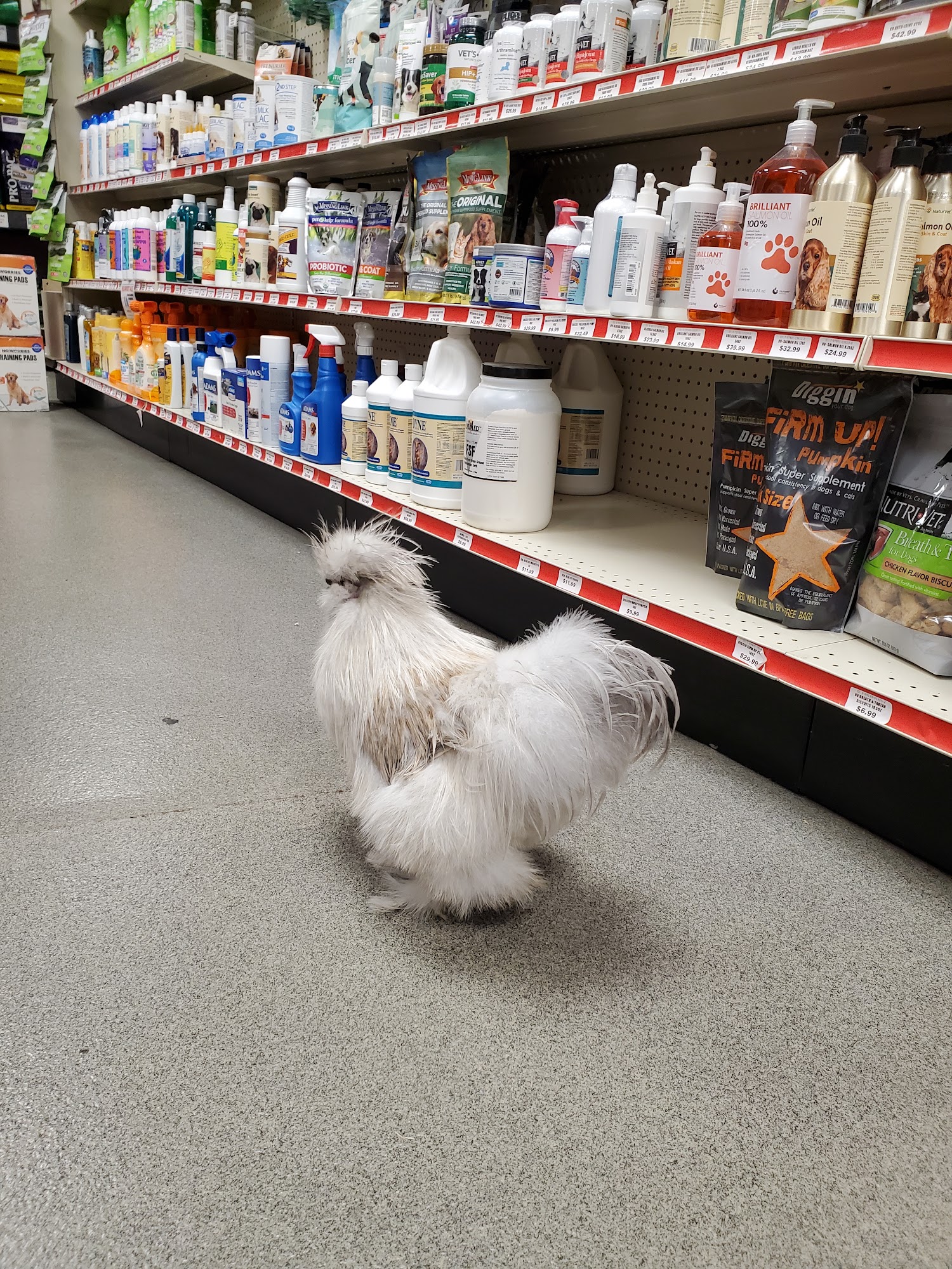 Pratt's Pets - Glendale Glendale