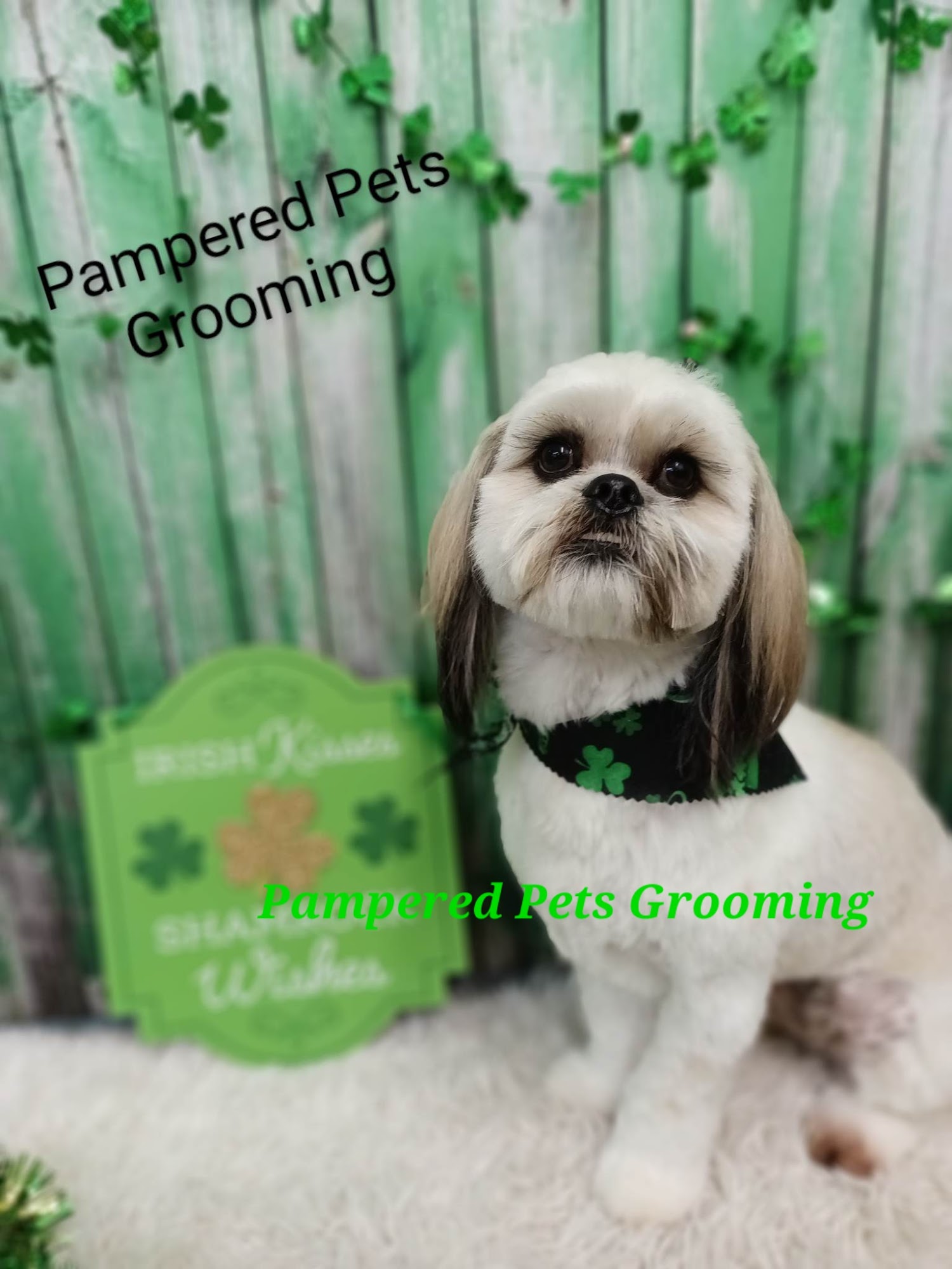 Pampered Pets Grooming 5433 AZ-68 Suite A, Golden Valley Arizona 86413