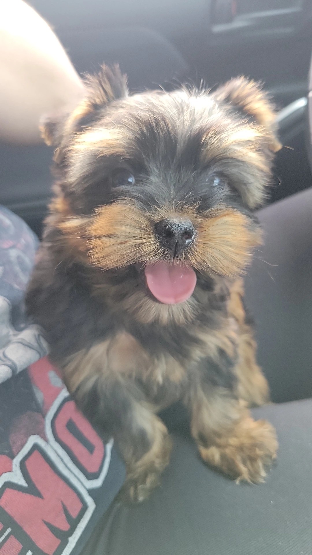 Sweet Baby Yorkies Payson