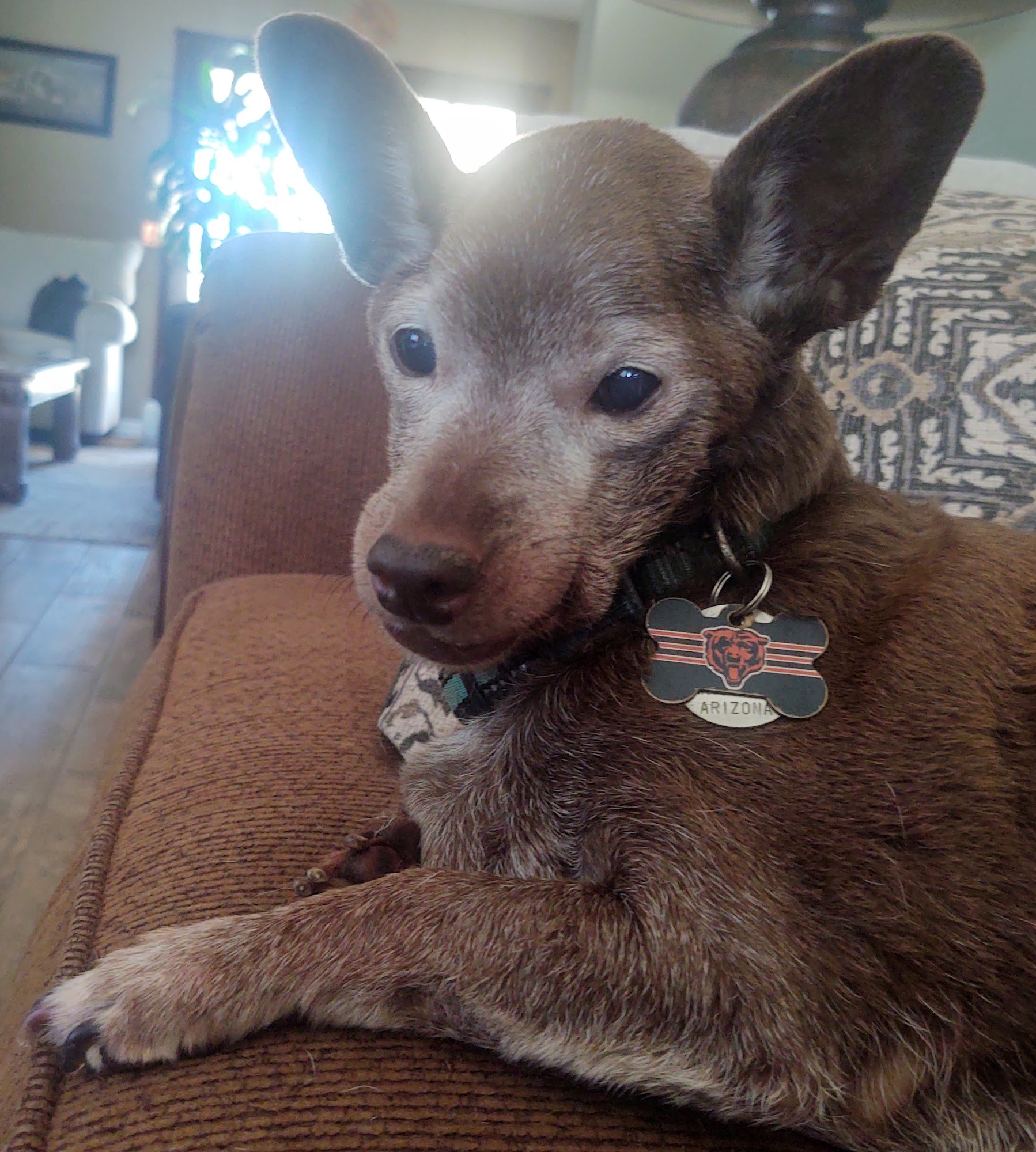 Arizona Small Dog Rescue Phoenix