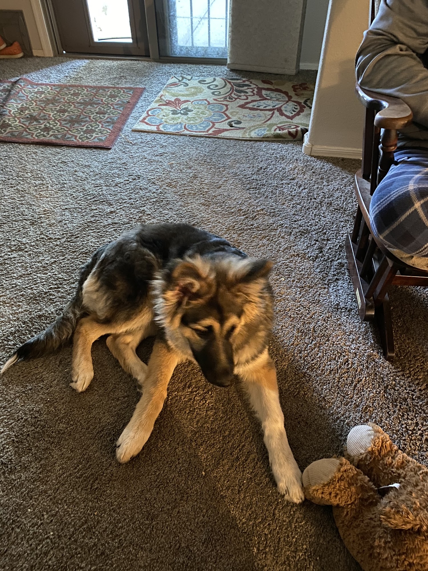 San Tan Livestock San Tan Valley