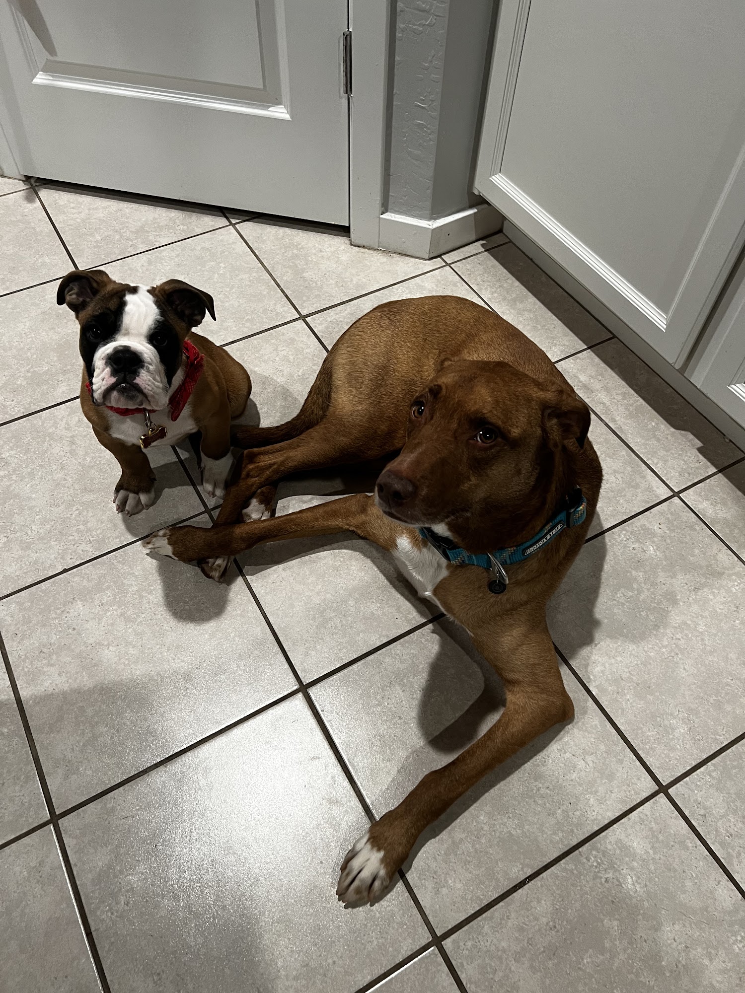 Royal Puppy Kennel San Tan Valley