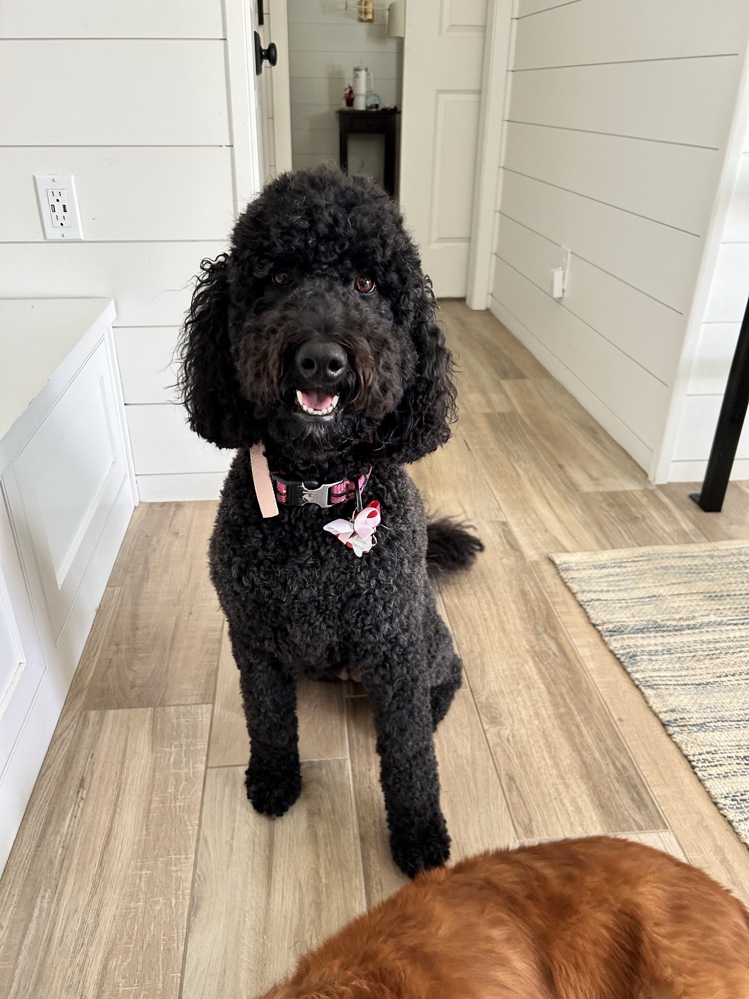 PAWS Salon Scottsdale