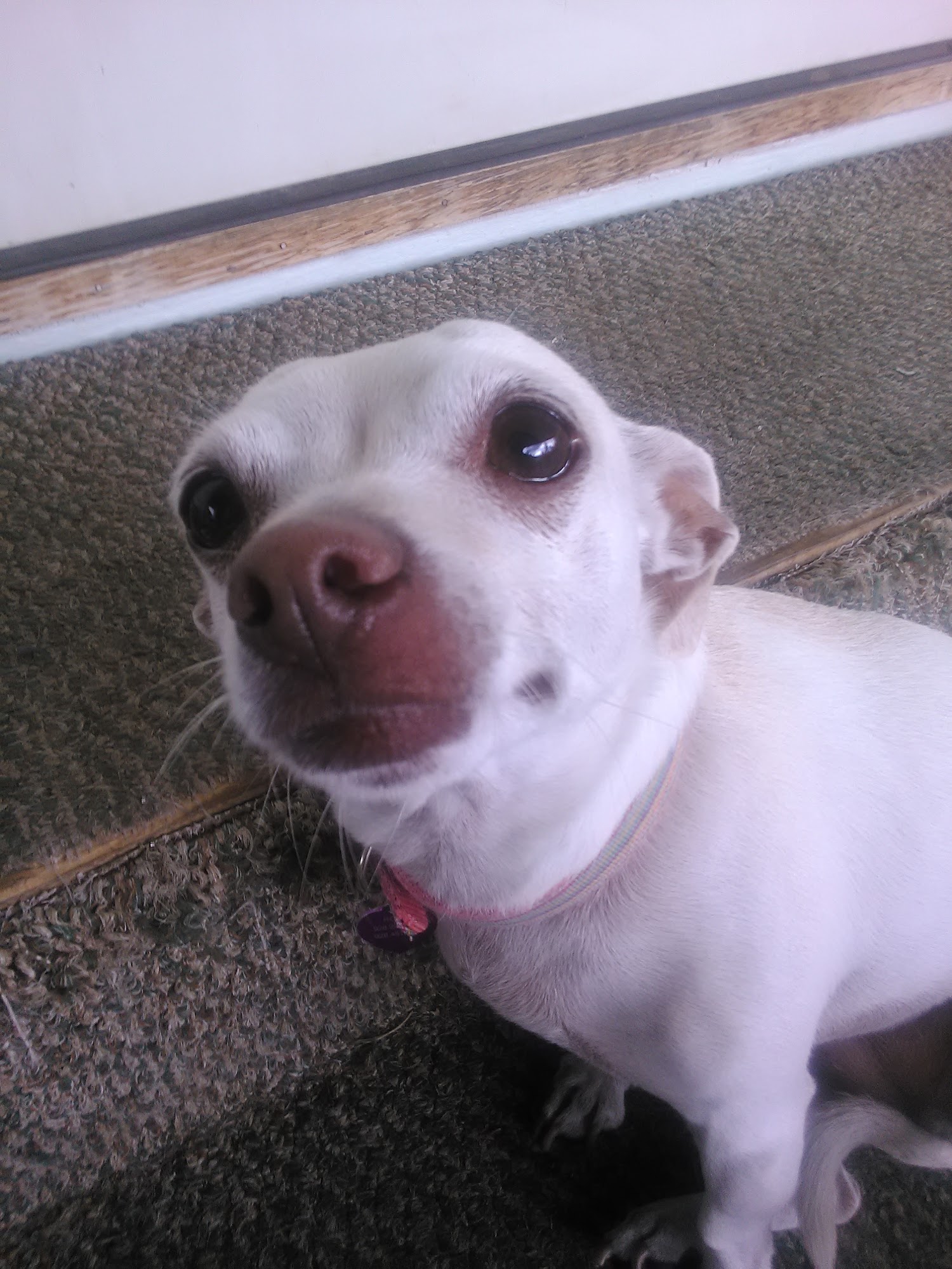 Bark N Purr Pet Care Center Sedona