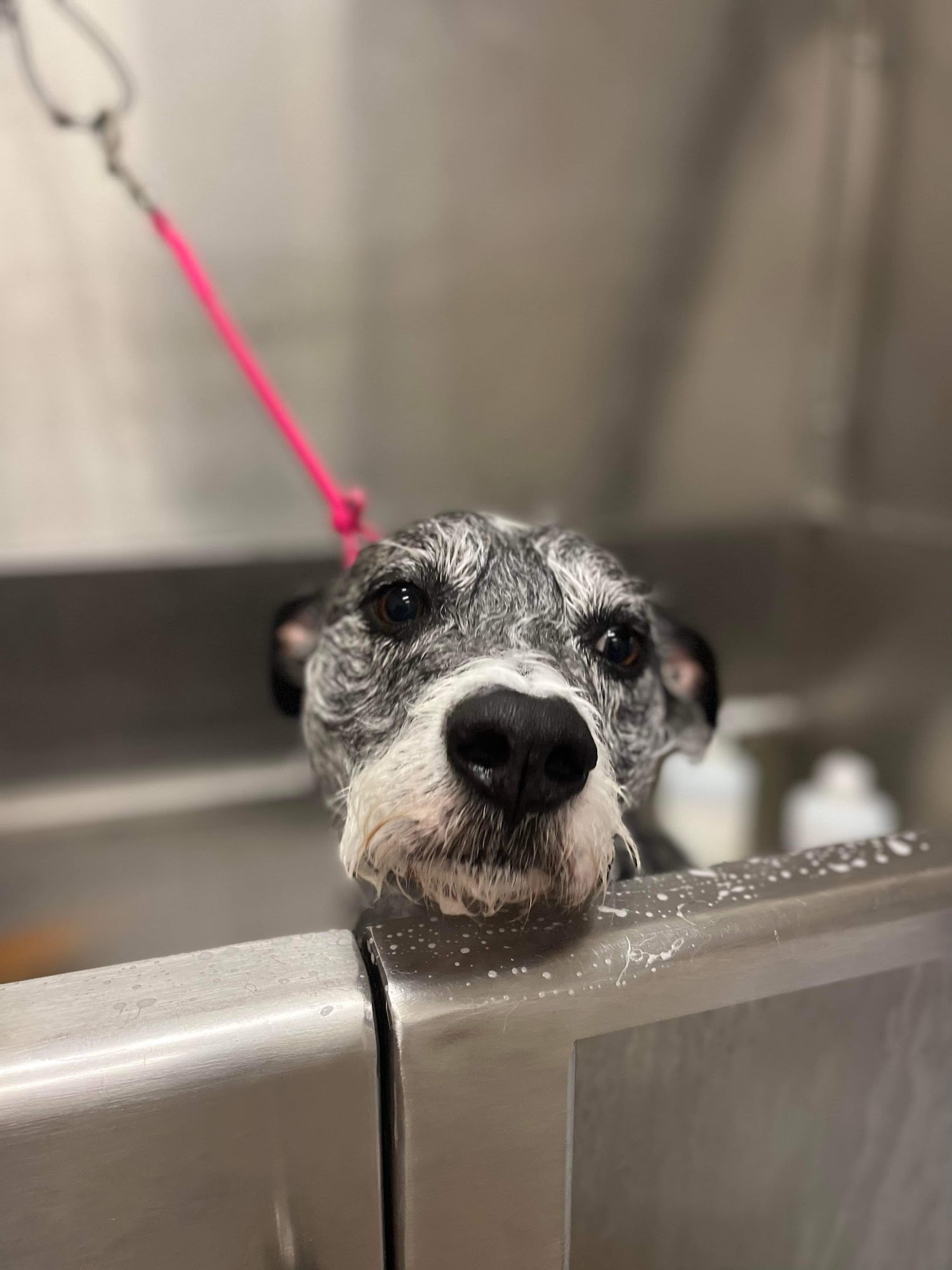 Mutts N More Pet Grooming LLC Show Low