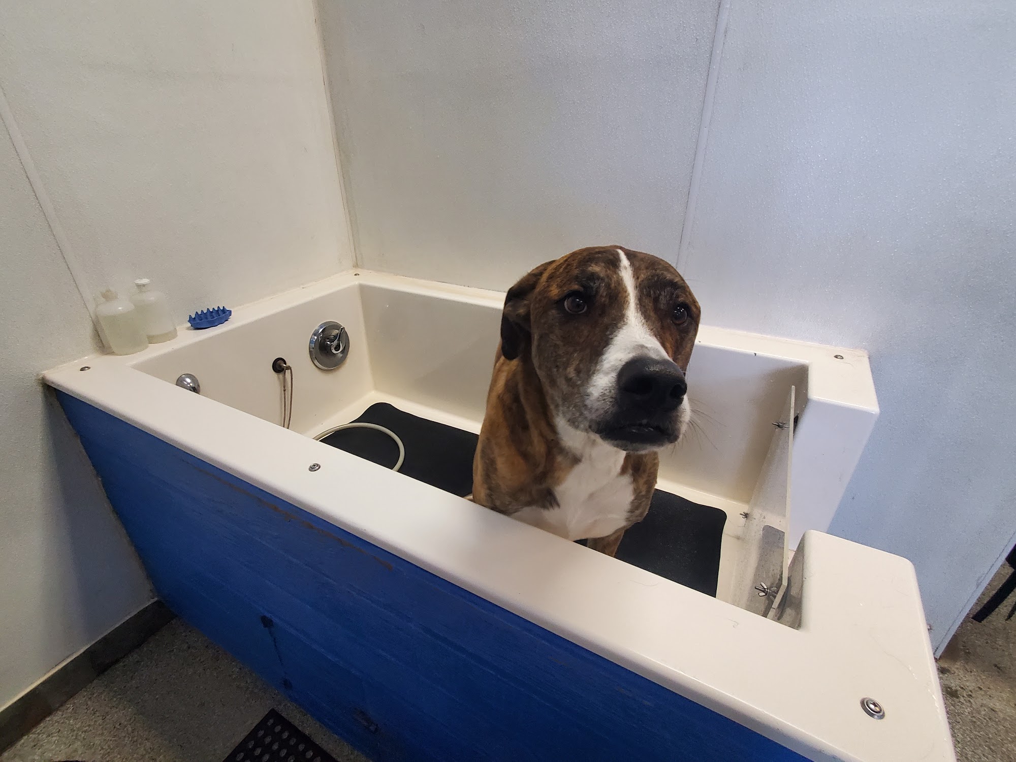 Kimbur Pet Wash & Suites Surprise