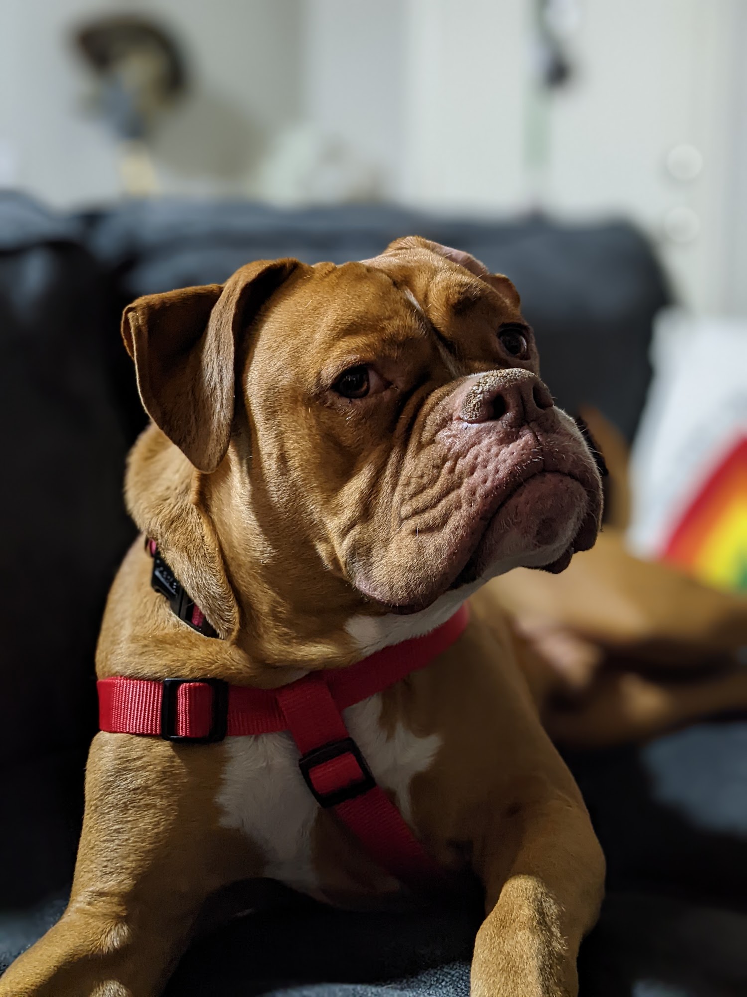 Holistic Animal Care Shoppes Tucson