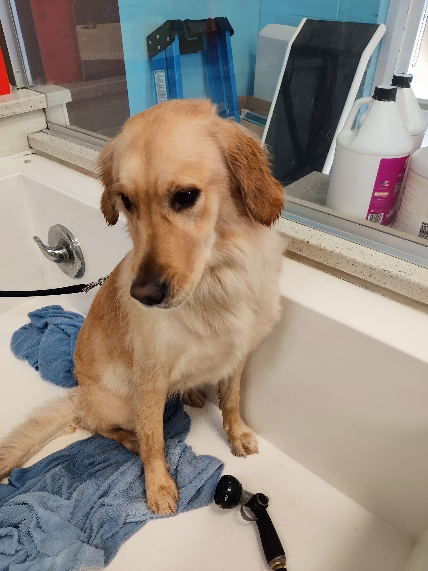 Bark Avenue Dog Wash Tucson