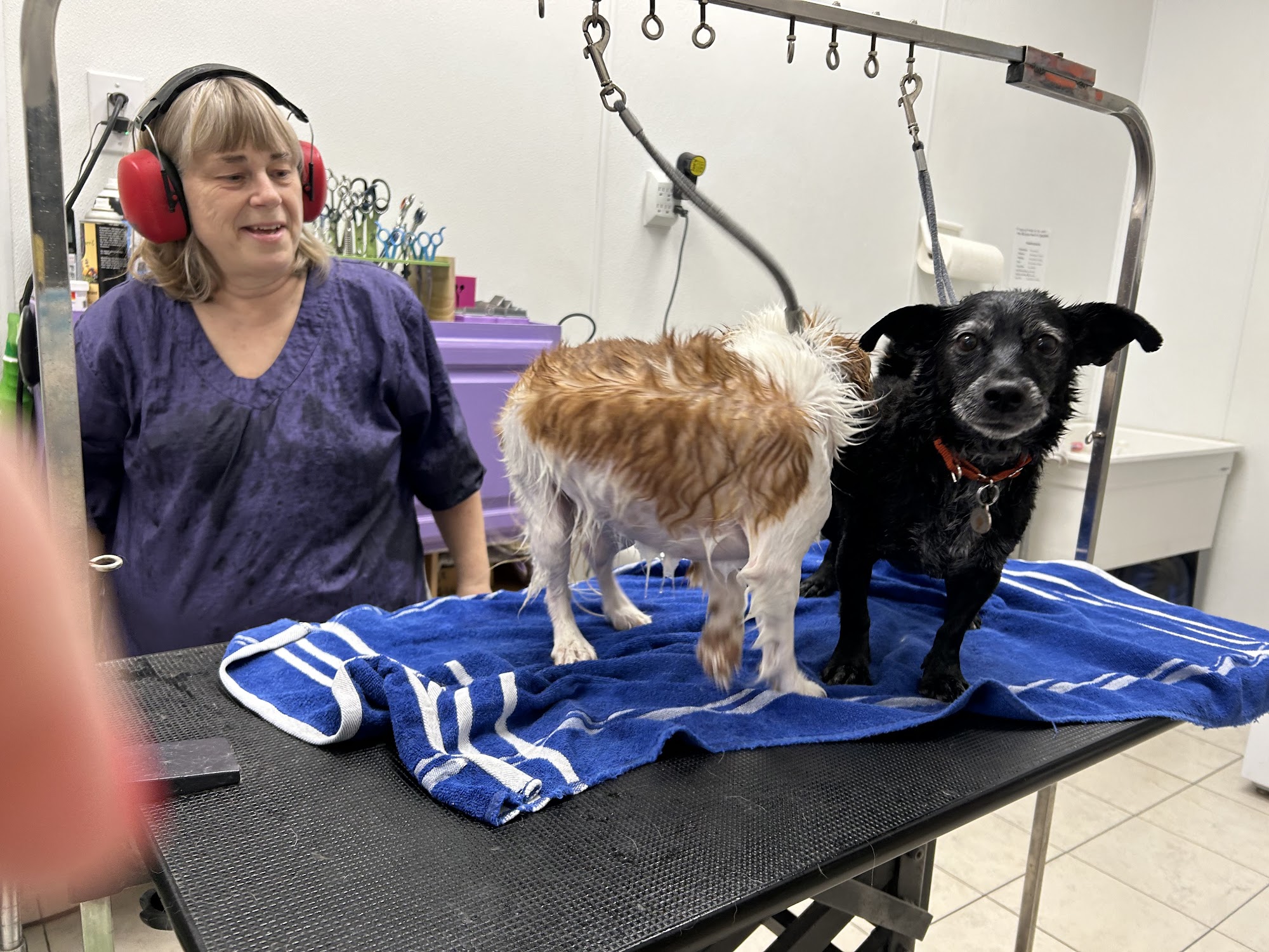 DIY Pet Wash Tucson Tucson