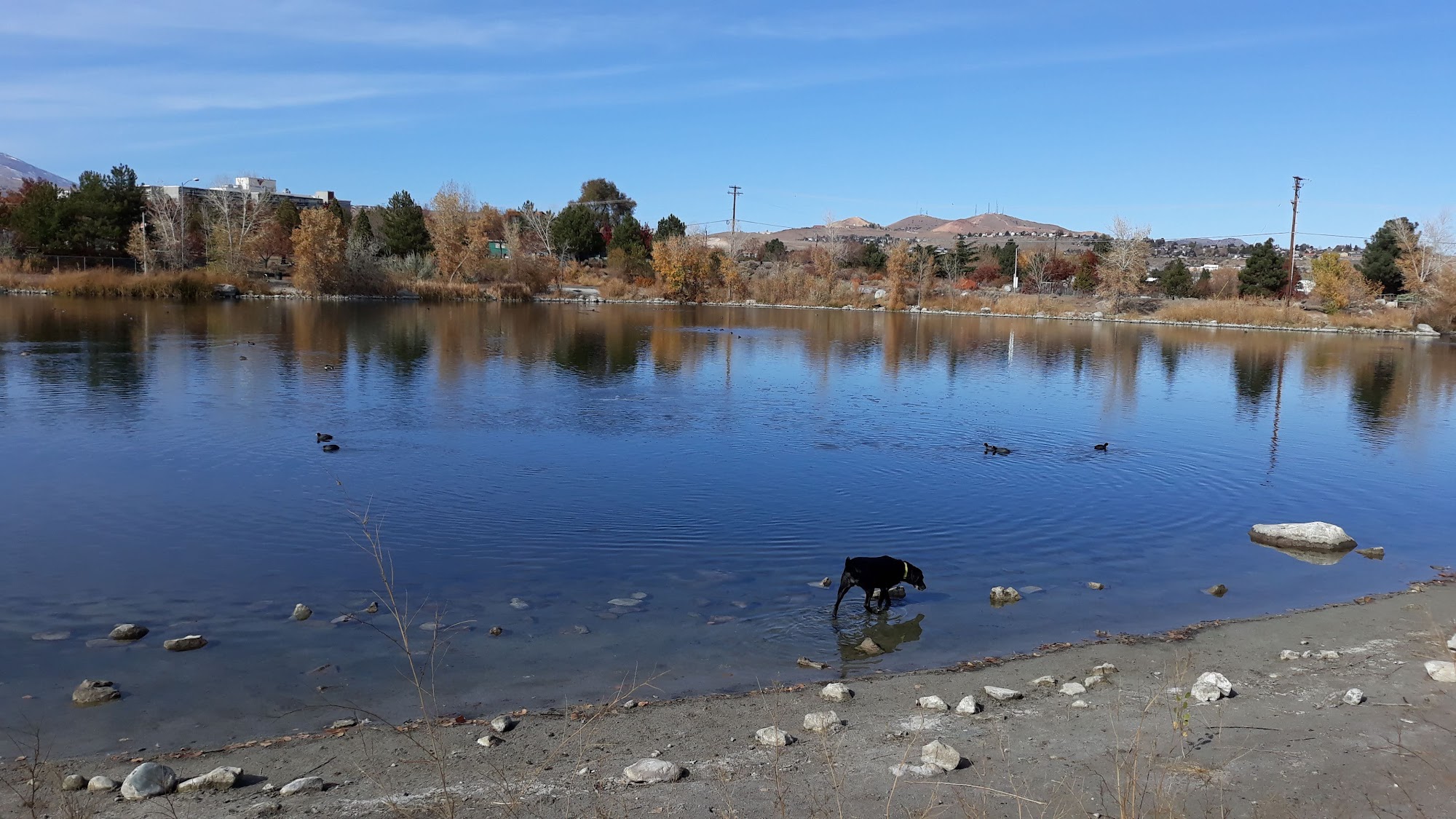 Pima Animal Care Center (Animal Shelter) Tucson