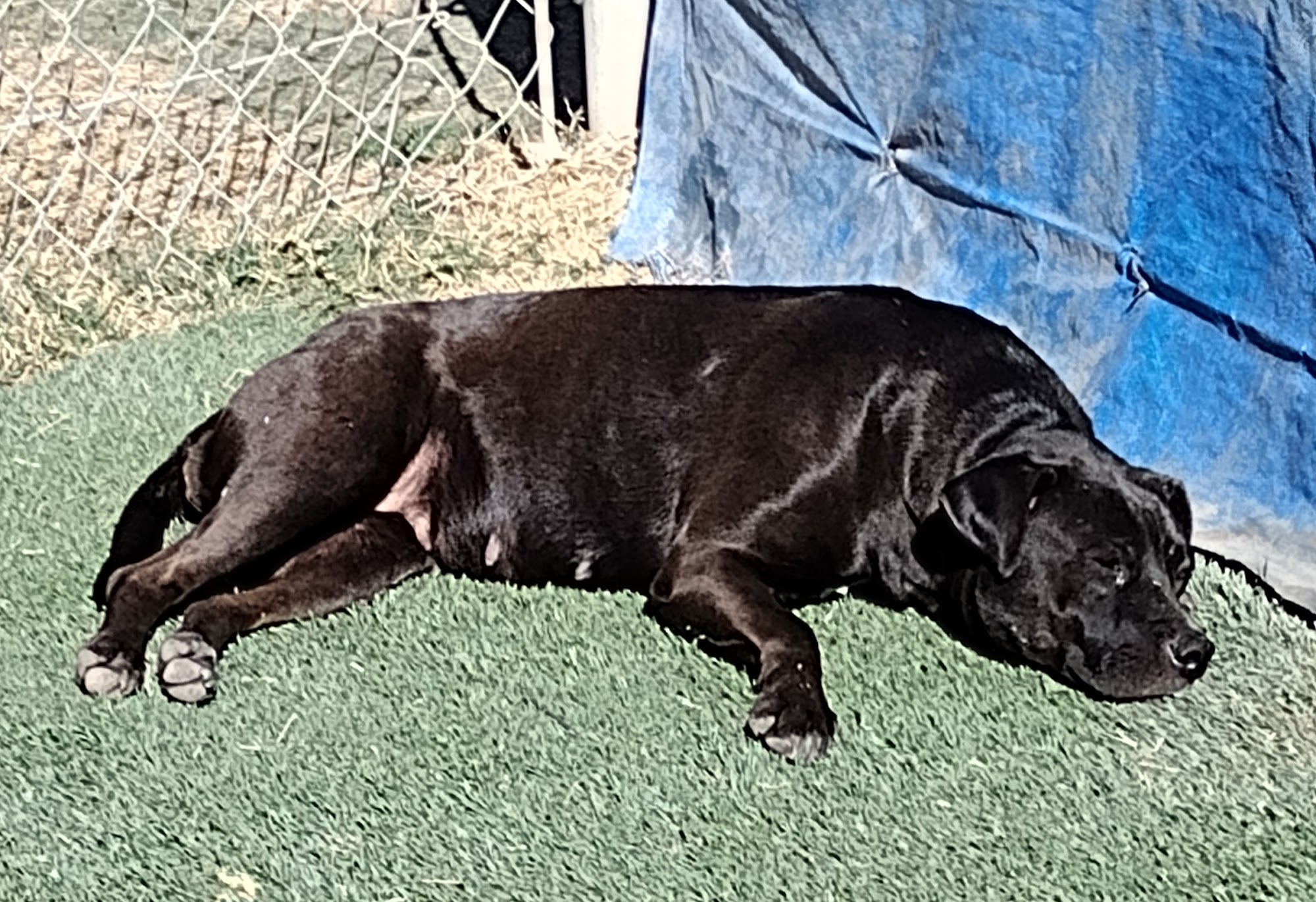 Pima Paws for Life Tucson