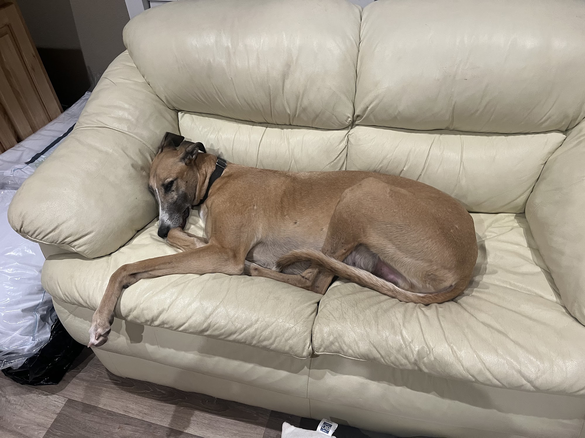 Southern Arizona Greyhound Adoption Tucson