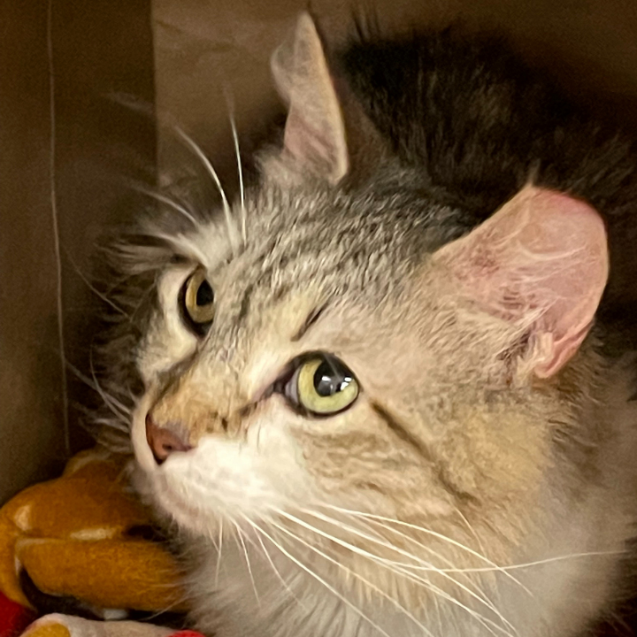 Rescue Me Tucson, Rescue Me Marana Pet Adoption Center Tucson