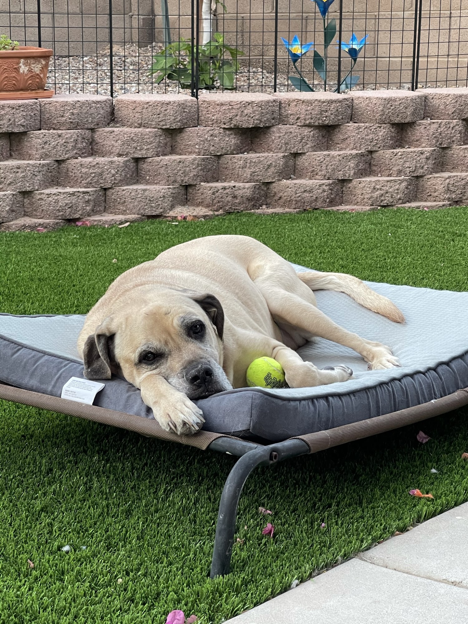 Kindred Spirits Pet Services Tucson