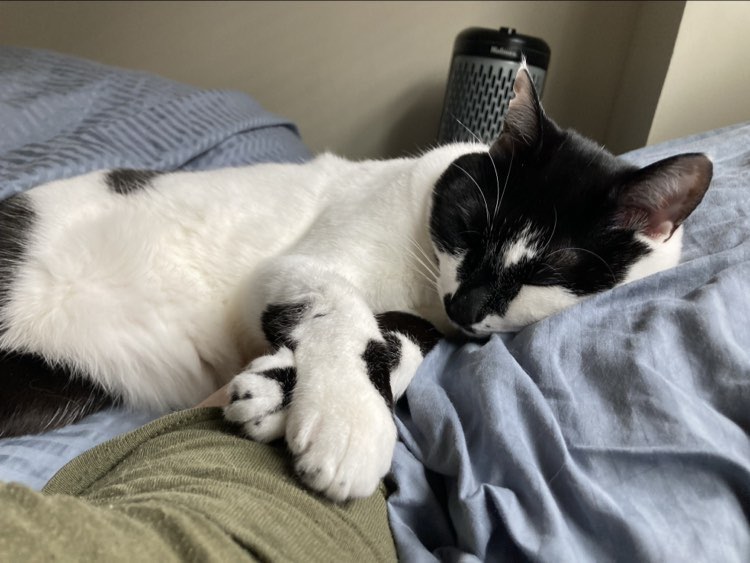 Island Cat Resources and Adoption Alameda