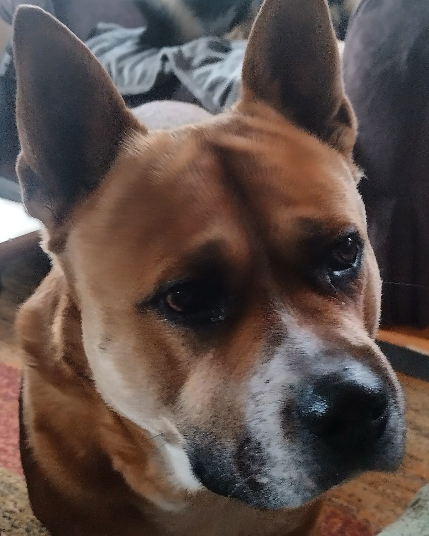 Haven Humane Society Veterinary Hospital Anderson