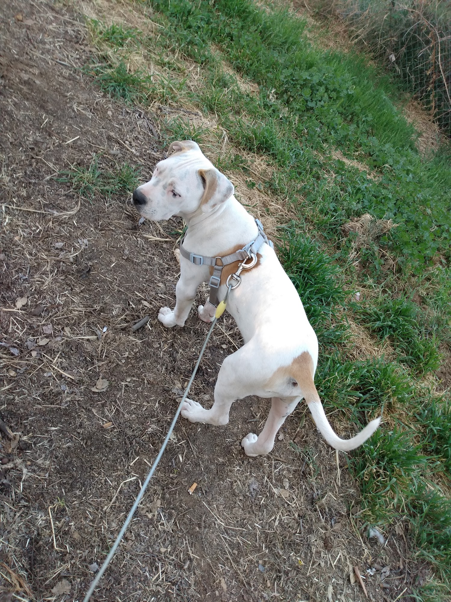 Calaveras Humane Society Angels Camp