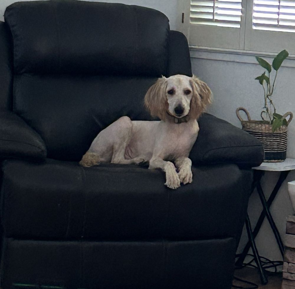 Merced County Animal Services Atwater