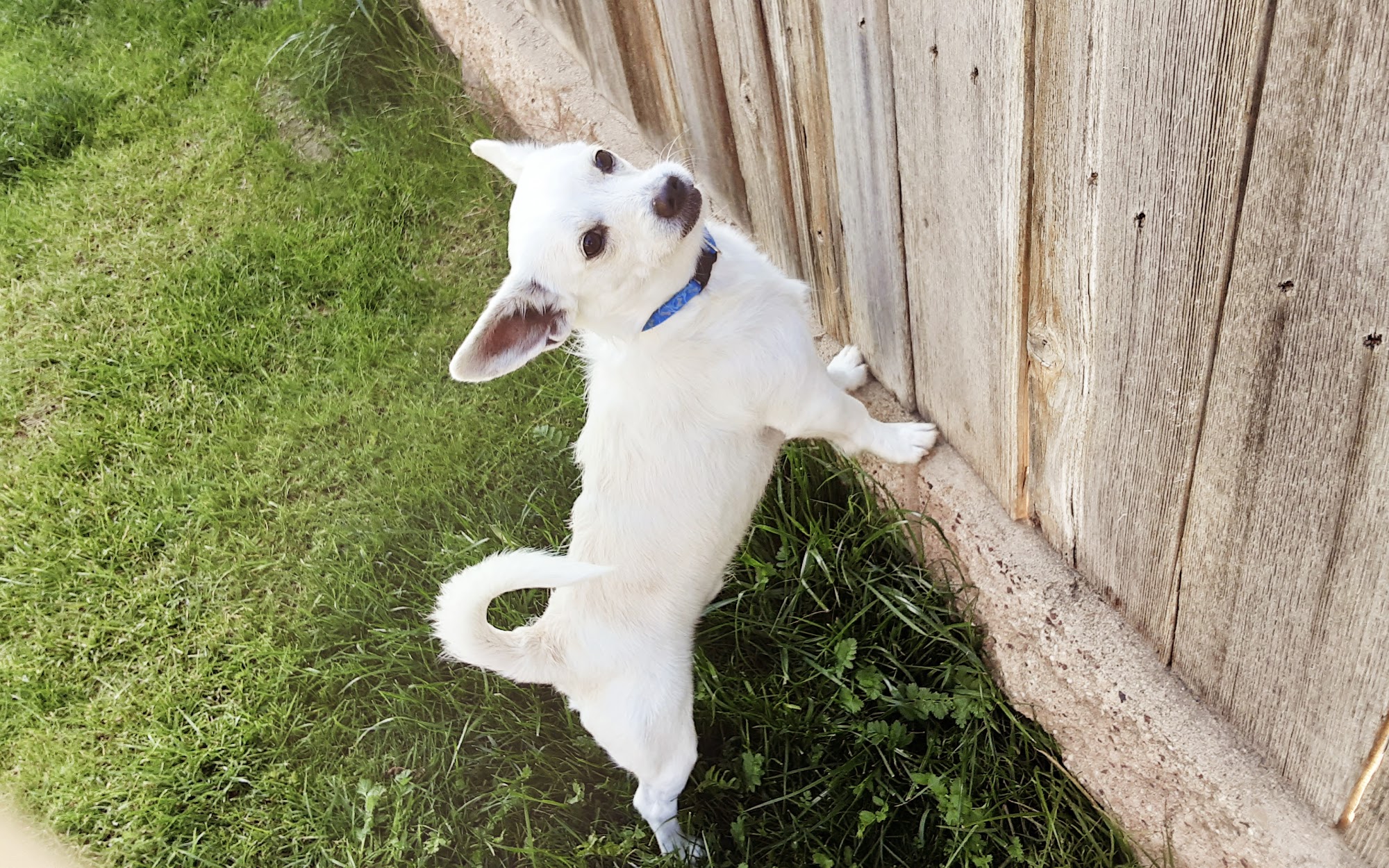 Village Pet Market Bakersfield