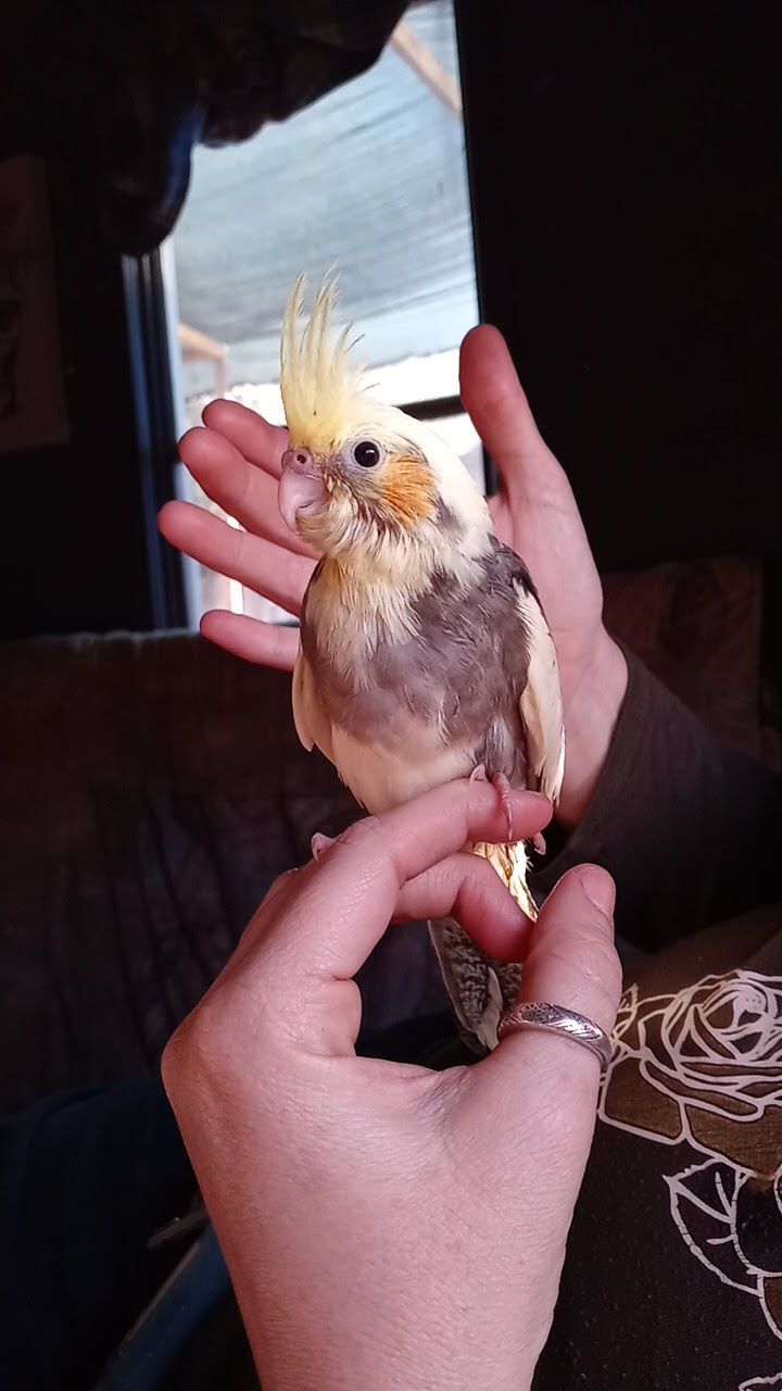 Sharon's Birds Bakersfield