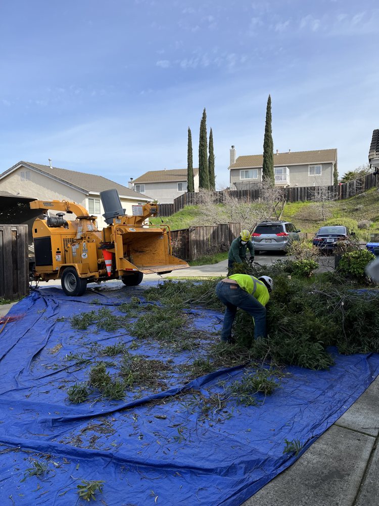 Green Lane Tree Services